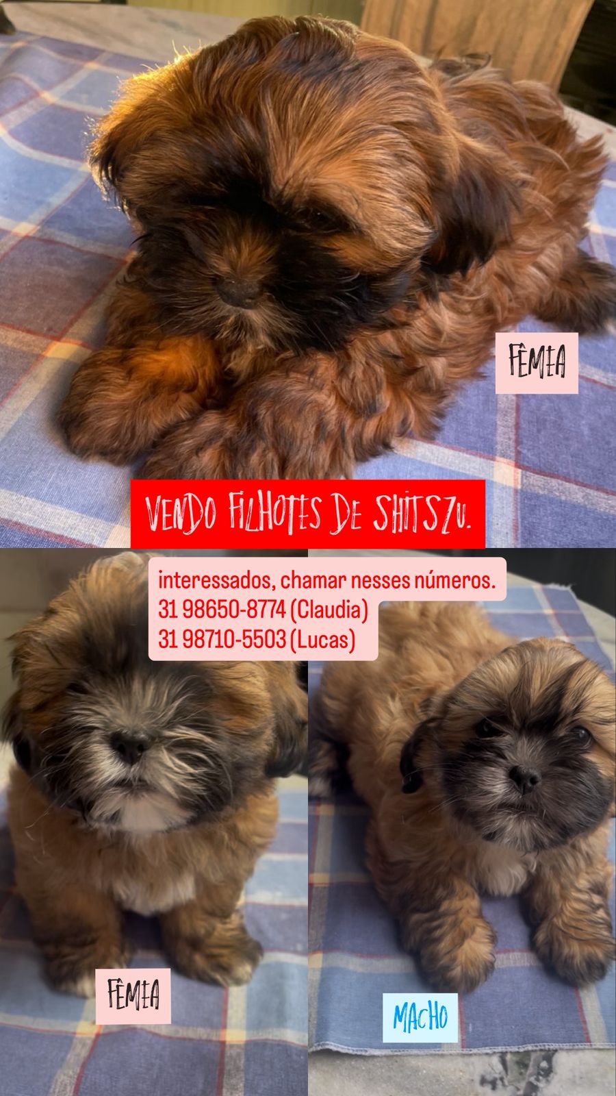 Lindos cães pra alegrar sua família! - Foto 1