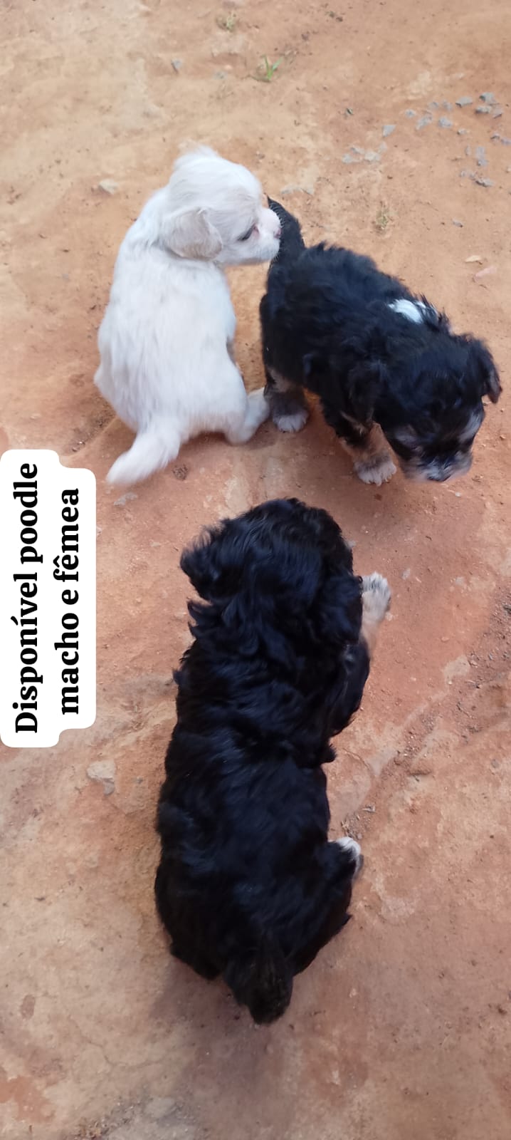 Portal Vendocão Filhotes de poodle  JUAZEIRO DO NORTE