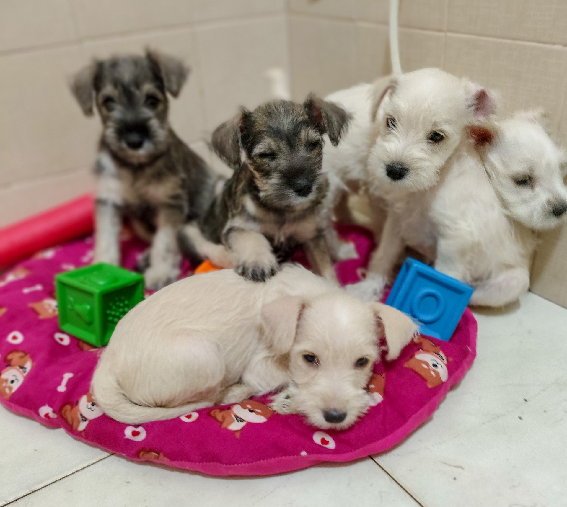 Portal Vendocão lindos 3 machos e 1 Femia schnauzer padrão PIRACICABA 