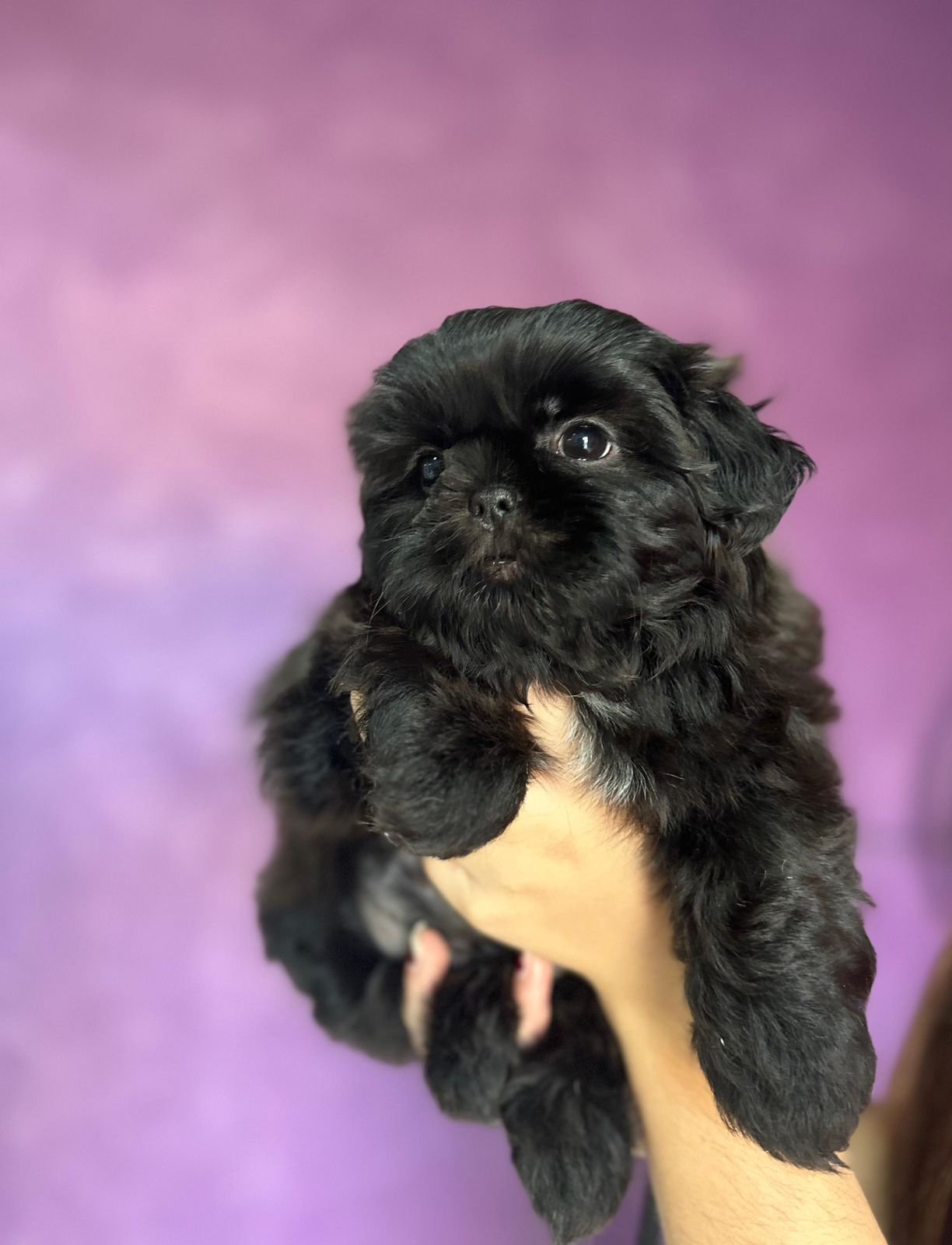 Shihtzu macho  - Foto 1