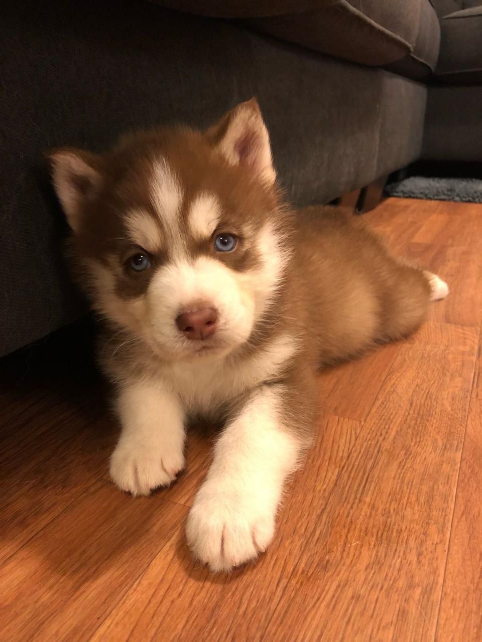 Portal Vendocão Filhote de husky siberiano puro Curitiba