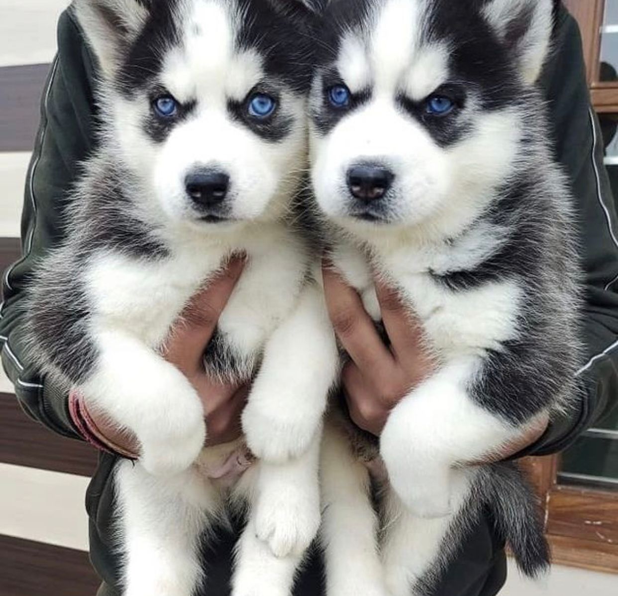 Portal Vendocão Husky siberiano Ribeirão Preto