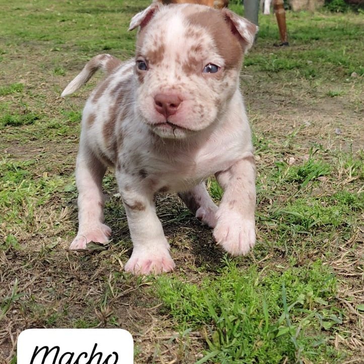 Pit Monster BRAZILIAN BULL