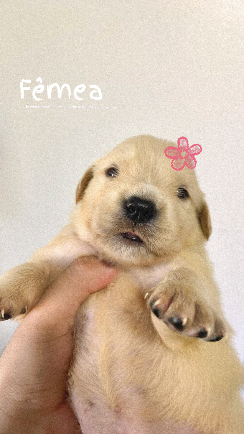 Golden Retriever  - Foto 2