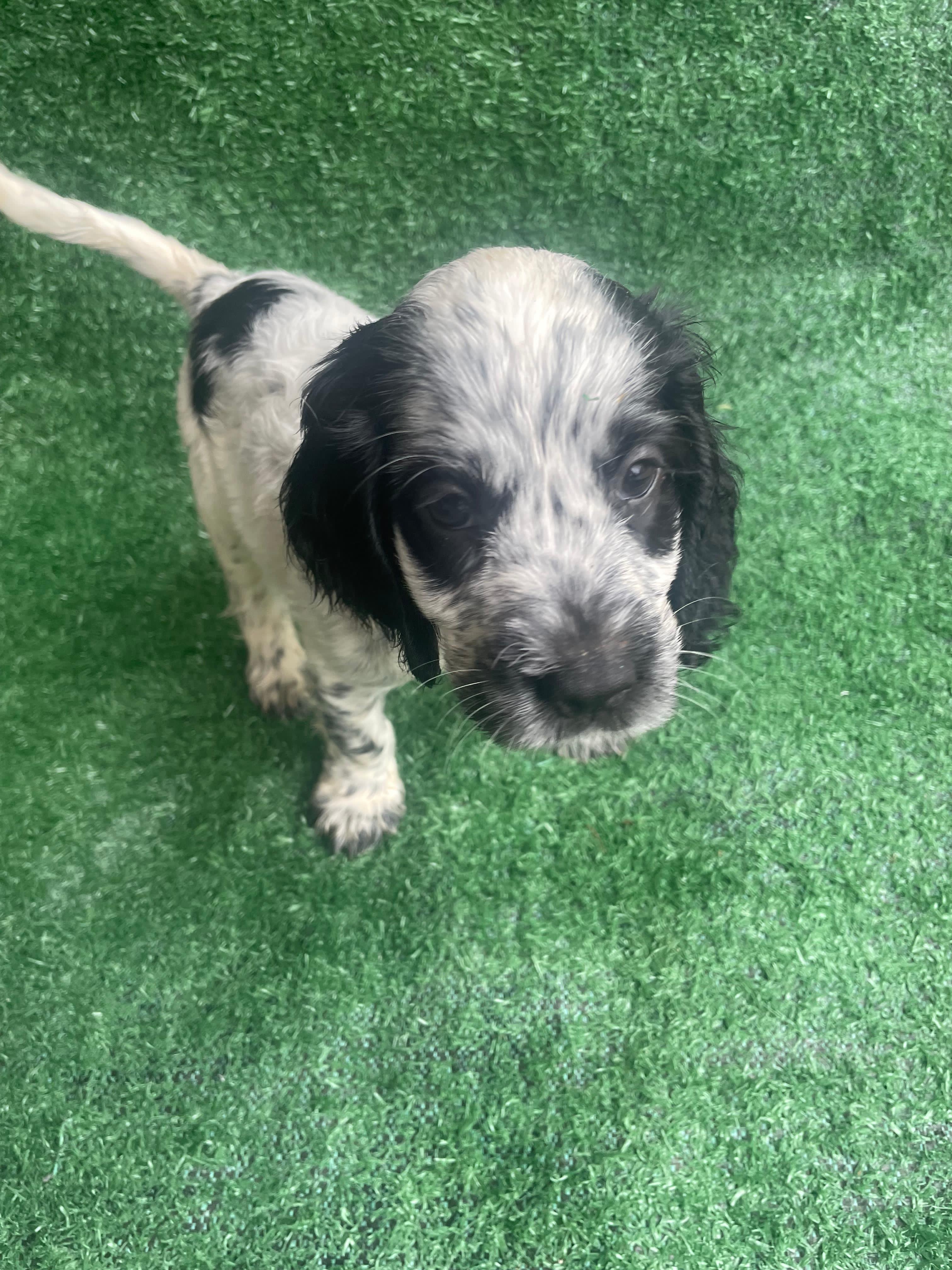 Filhotes de Cocker Spaniel inglês  - Foto 1