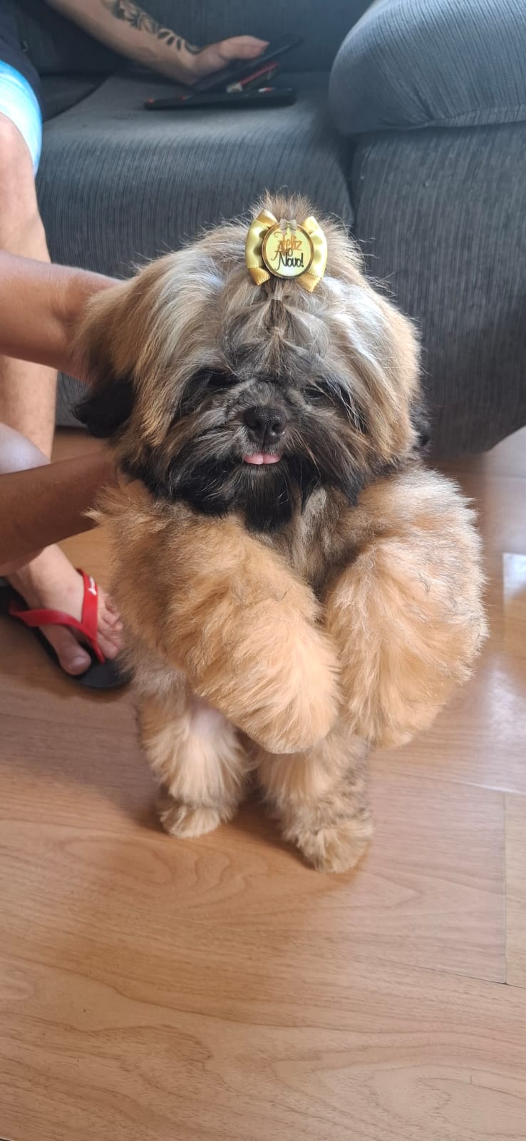 Filhote de Shih tzu  - Foto 3