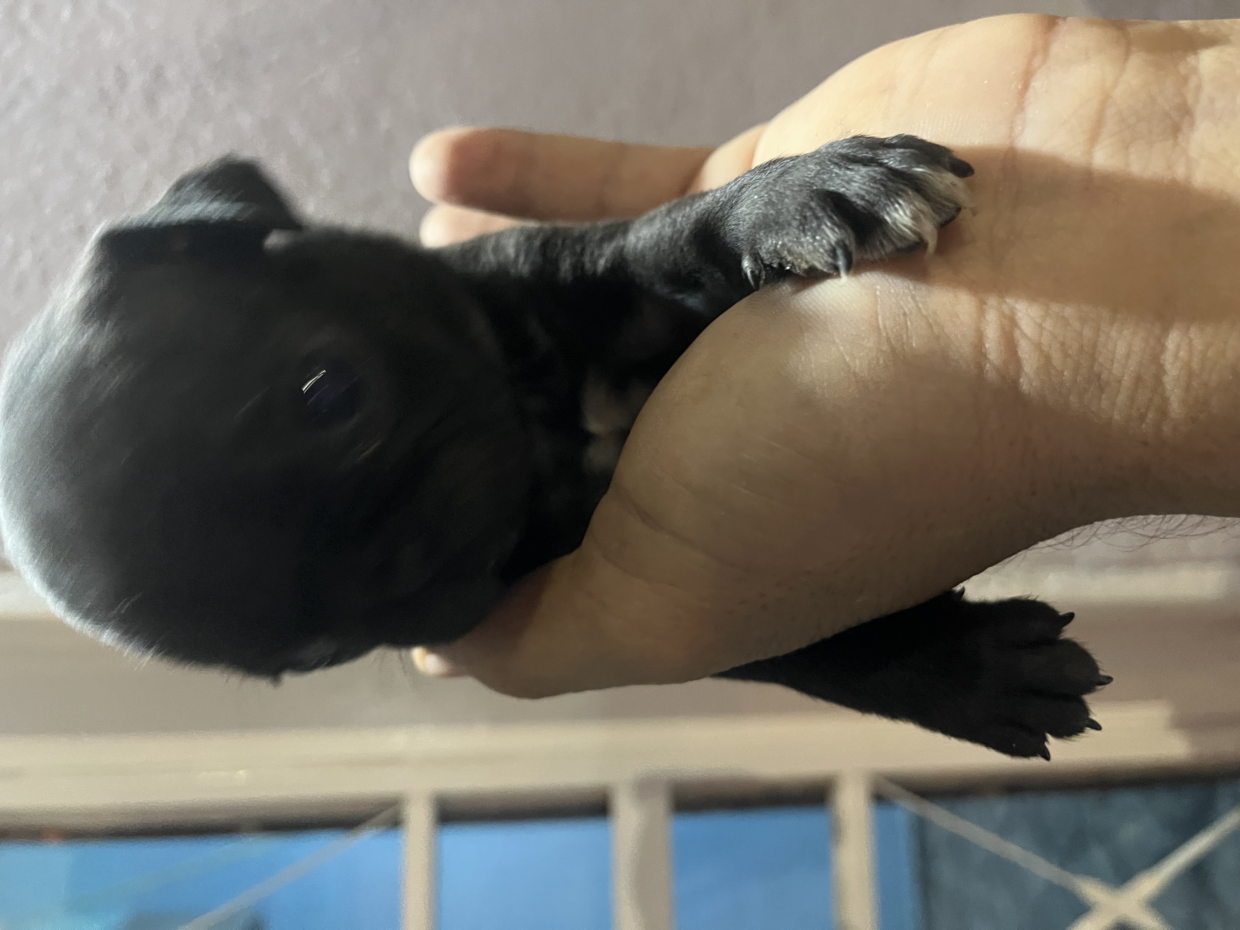 Portal Vendocão  lindo filhote pug miniatura  Recanto das emas 