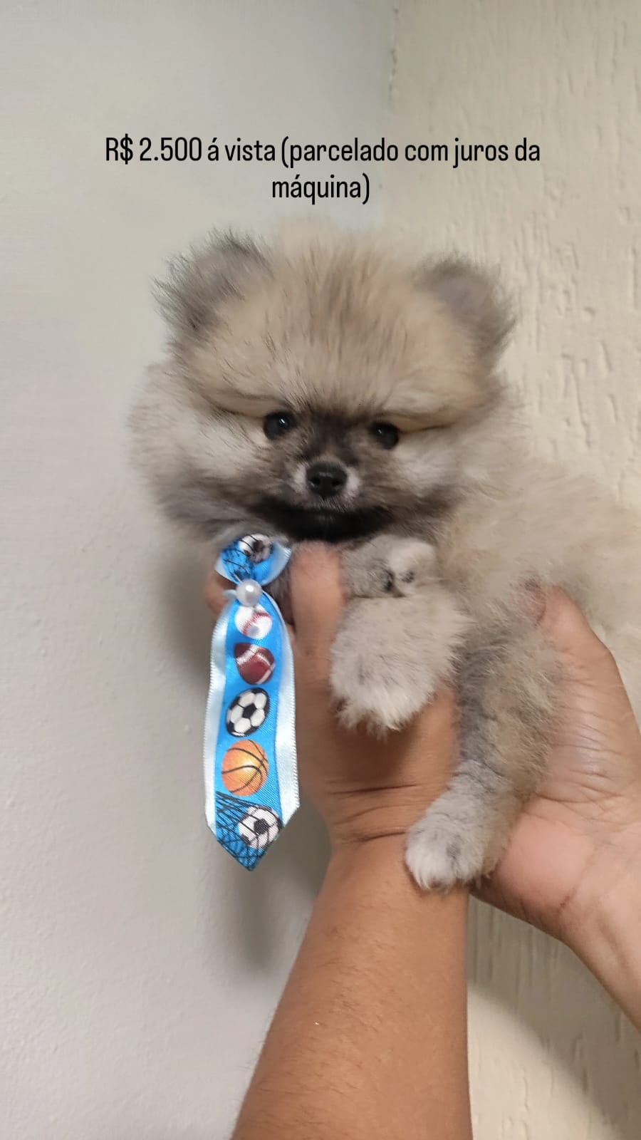 Portal Vendocão Venda Filhote Lulu da Pomerania Cabo Frio