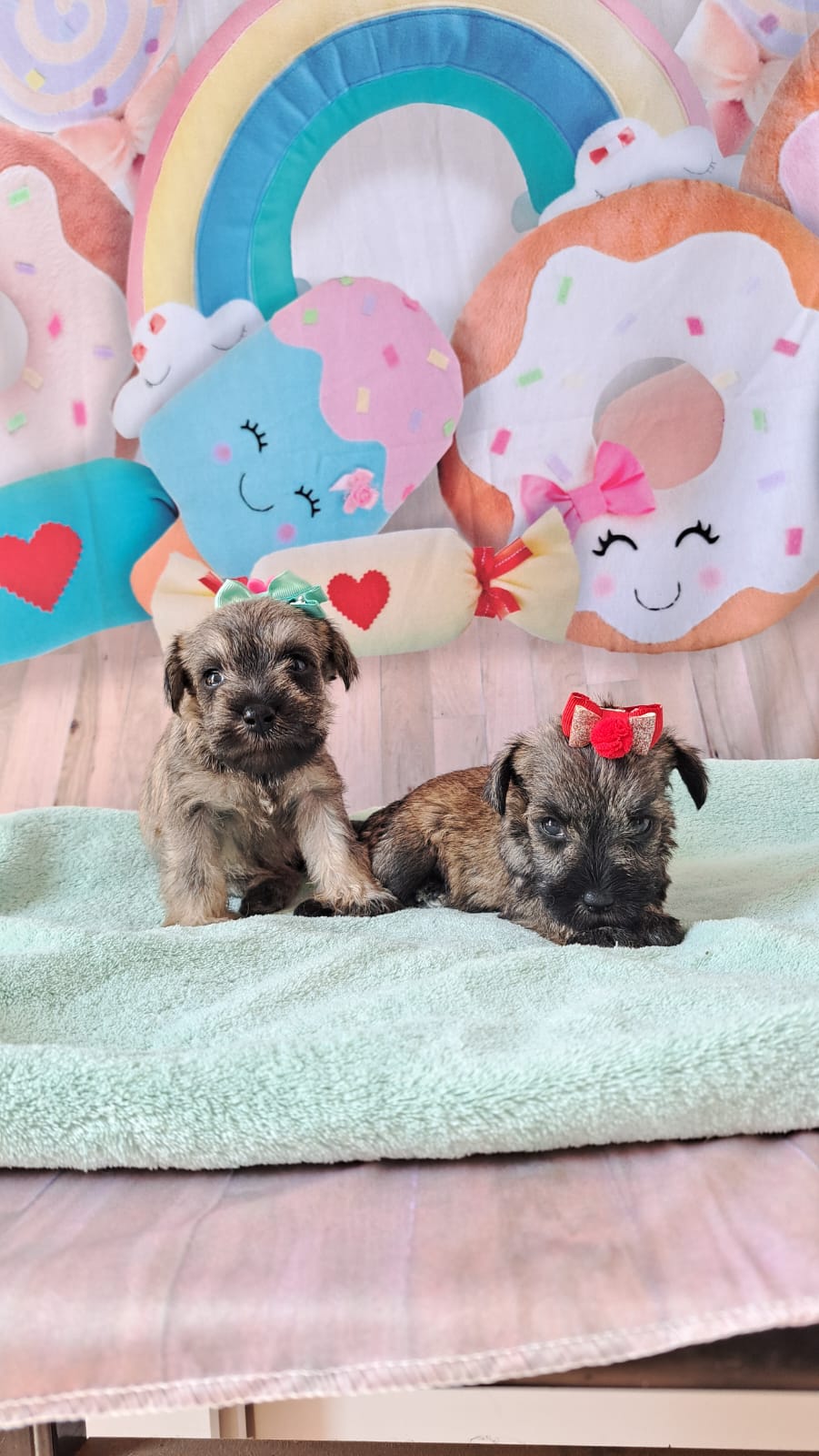 Portal Vendocão Lindos filhotes de Schnauzer  Rio de Janeiro