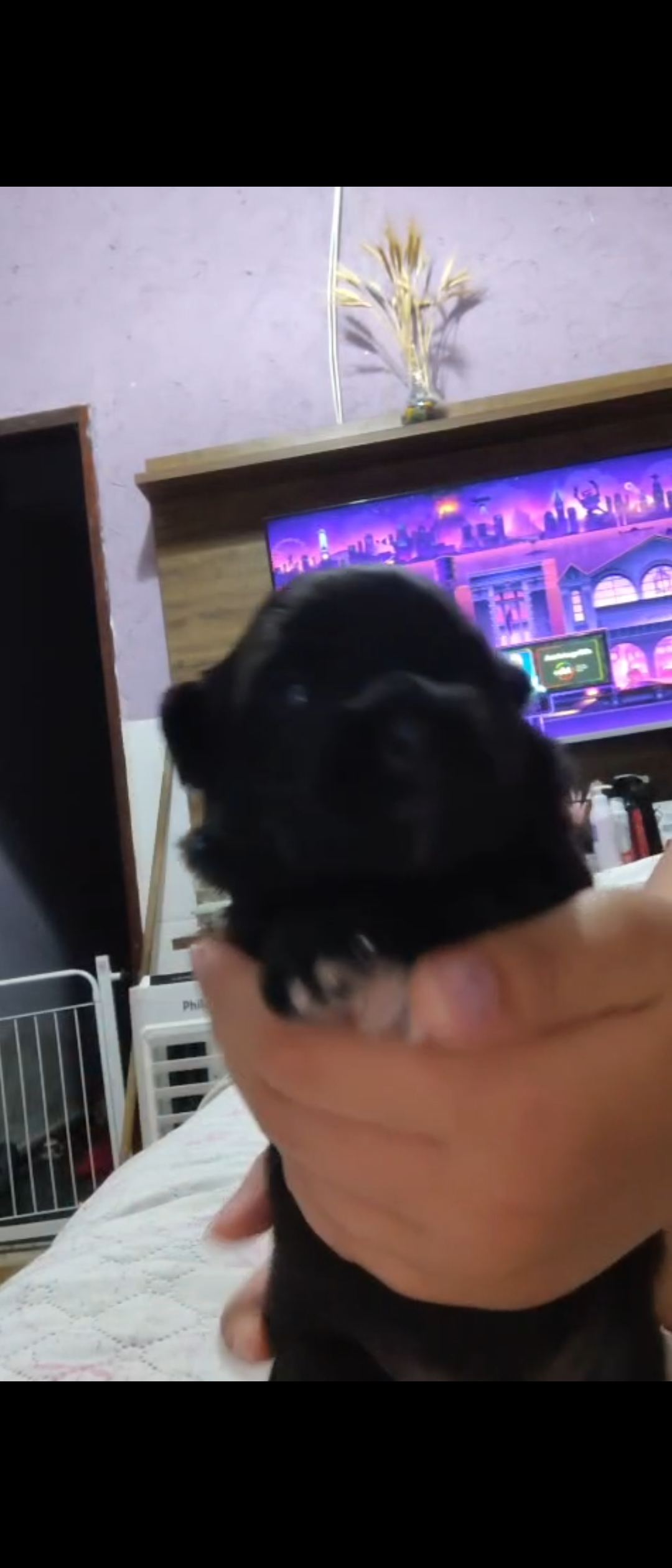 Lhasa Apso - Foto 2