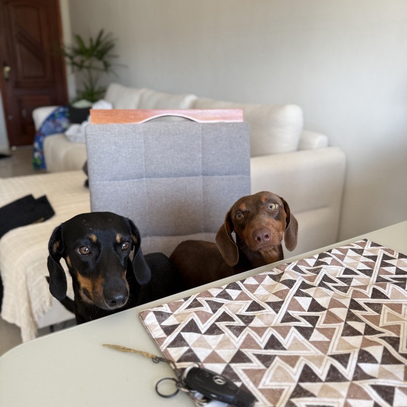 Lindos filhotes de dachs, teckel ou salsichas