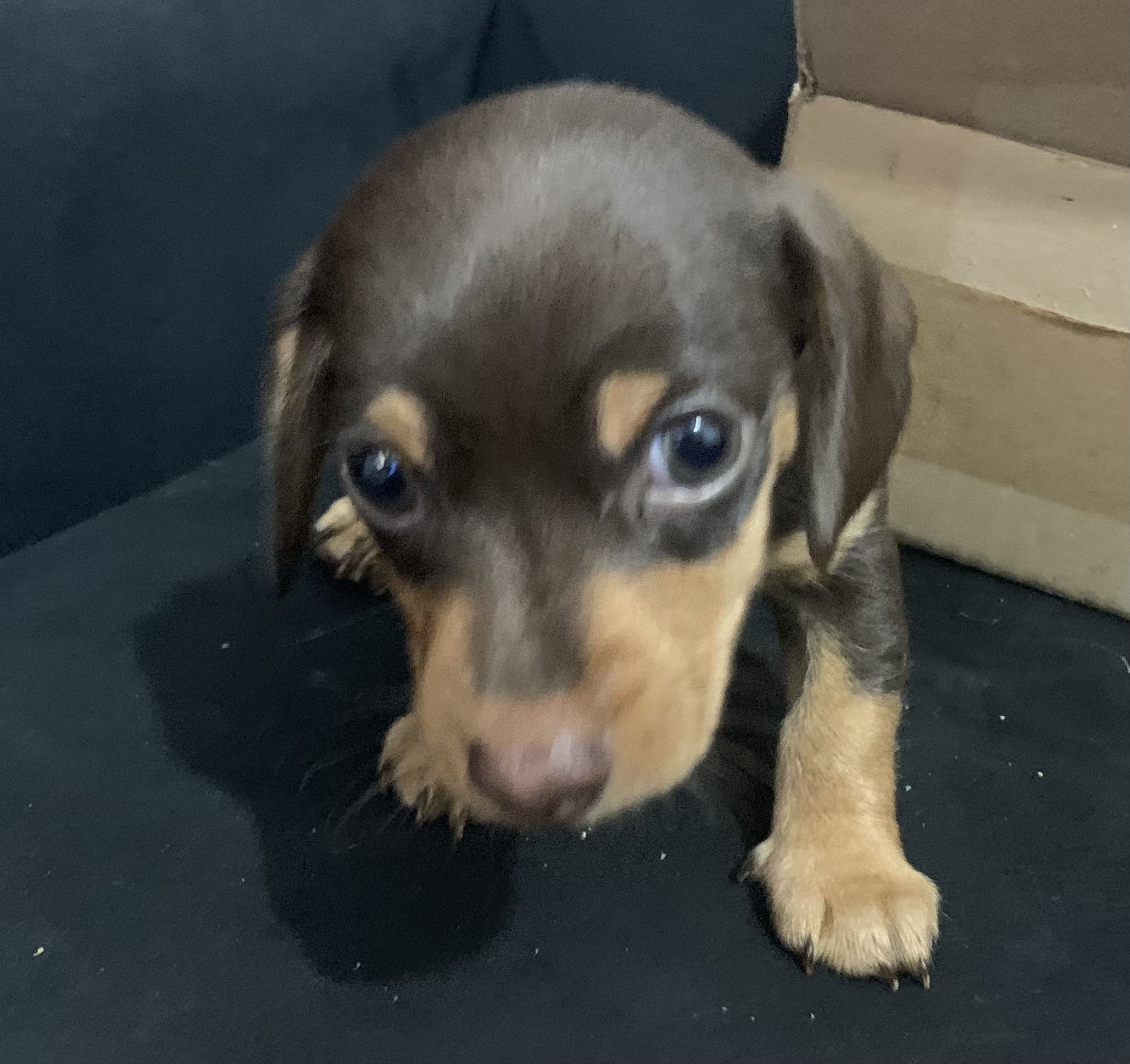 Portal Vendocão DACHSHUND MACHO CHOCOLATE Maua