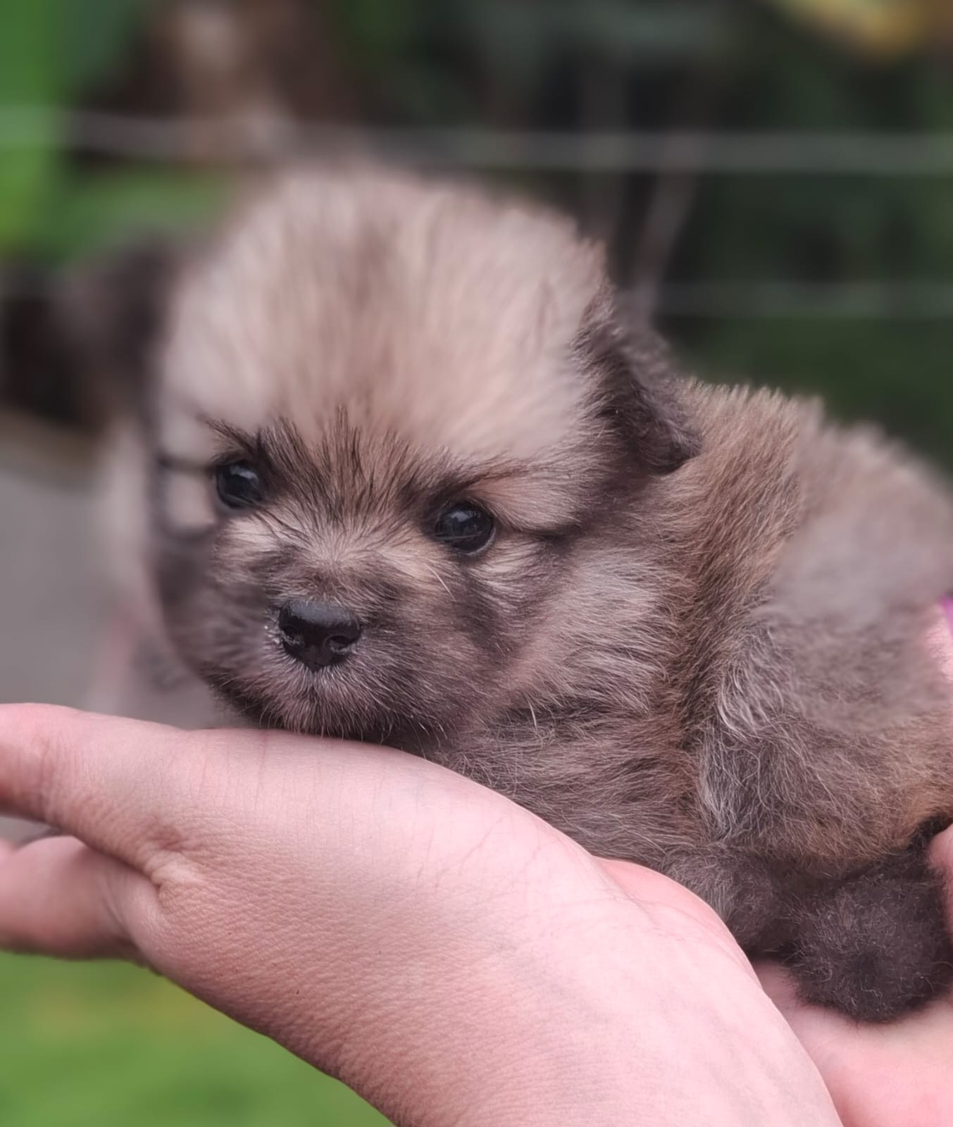 Portal Vendocão Filhote Spitz Alemão Lulu da Pomerânia Brusque