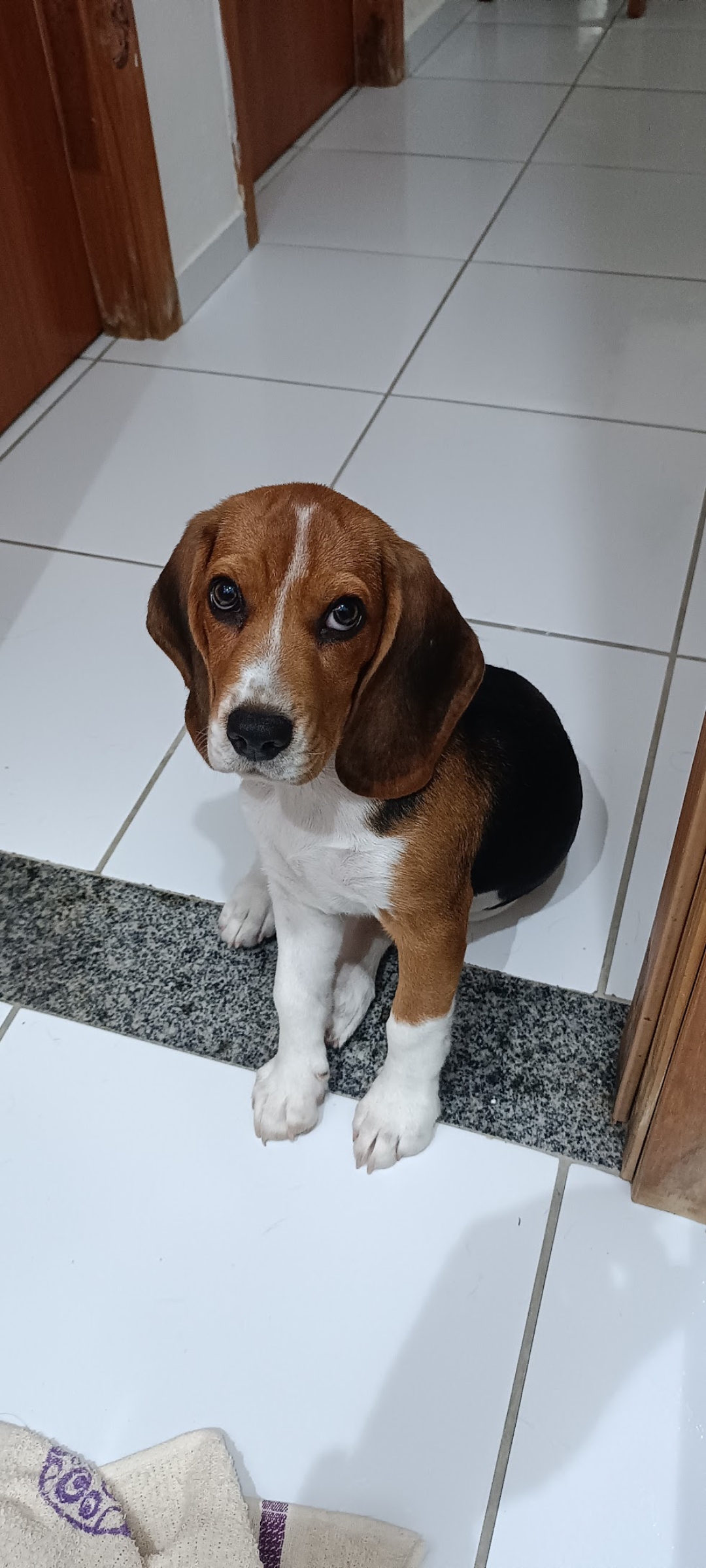 Portal Vendocão Beagle  Jaboatão dos Guararapes
