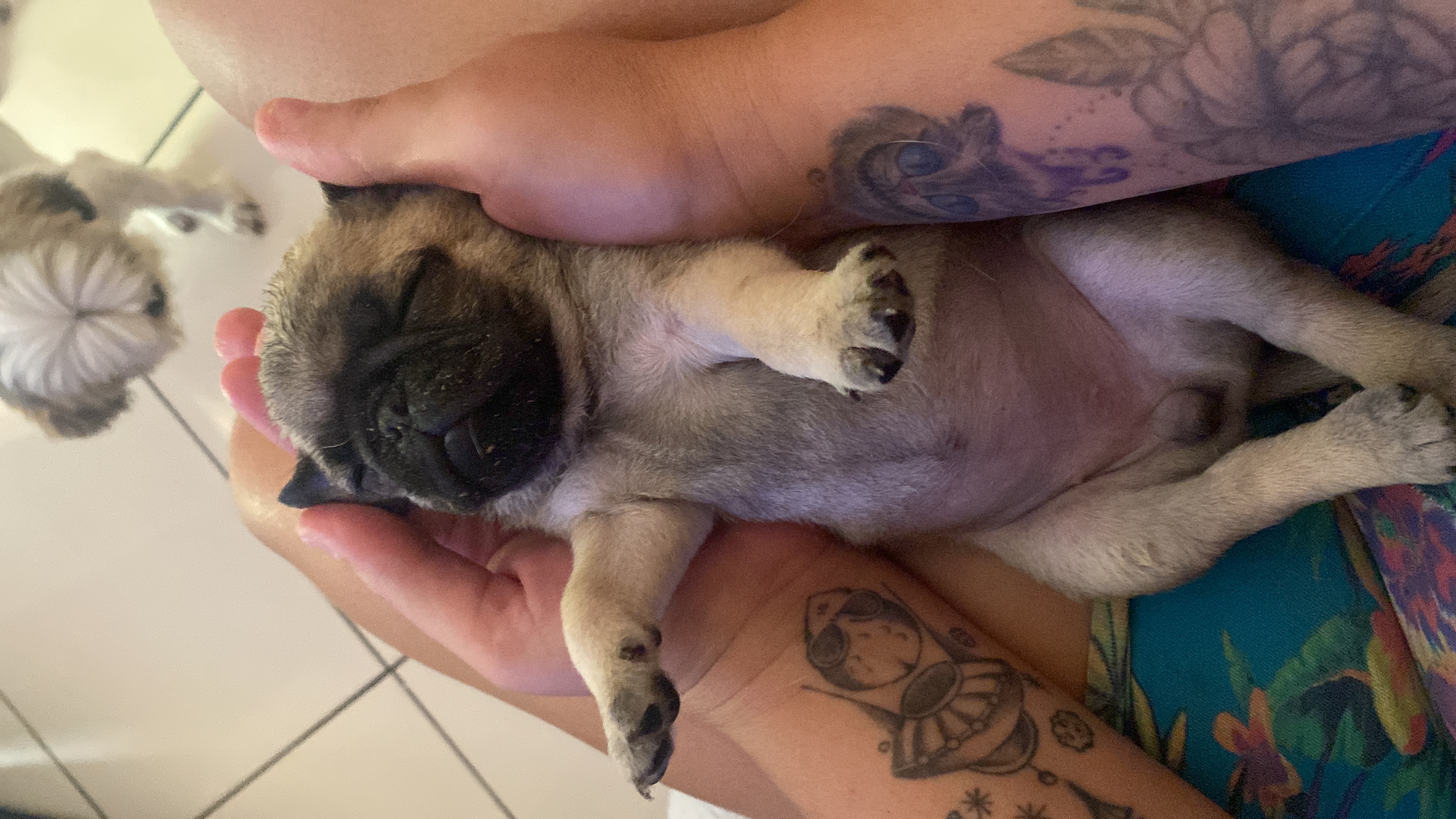 Portal Vendocão Filhote Pug legítimos   Contagem 