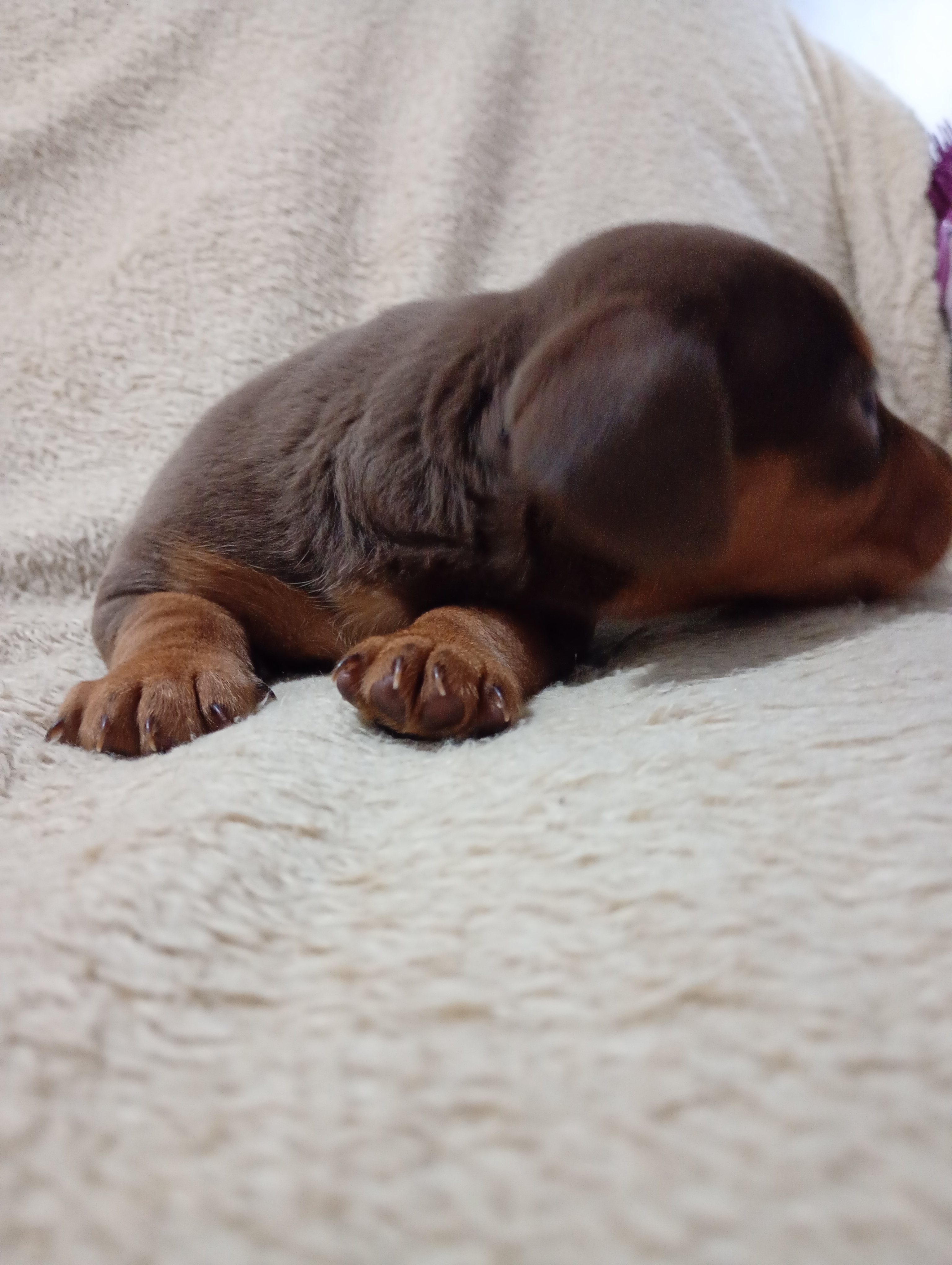Filhote Dachshund chocolate macho - Foto 2