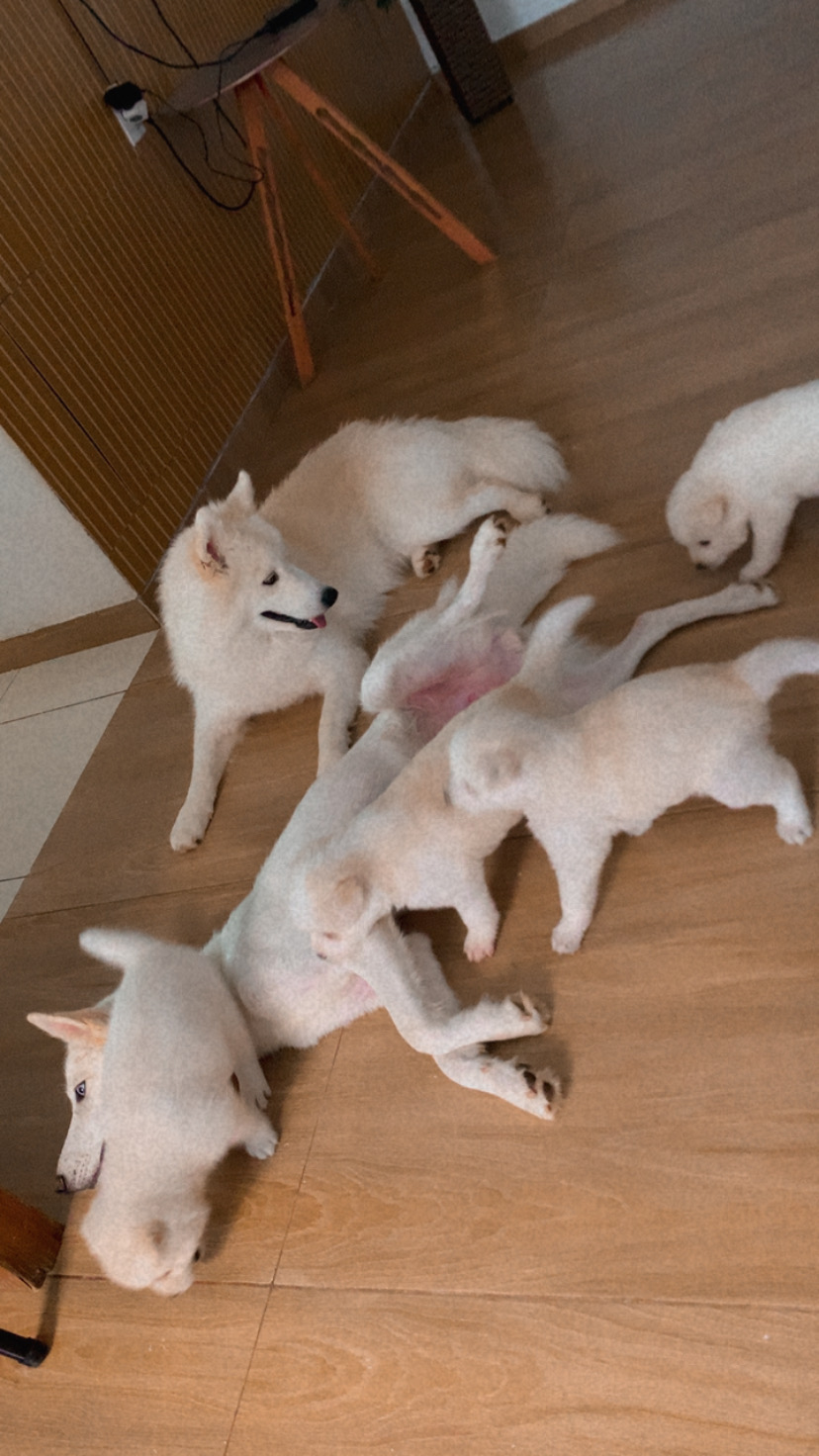 Fêmeas pomsky  - Foto 2