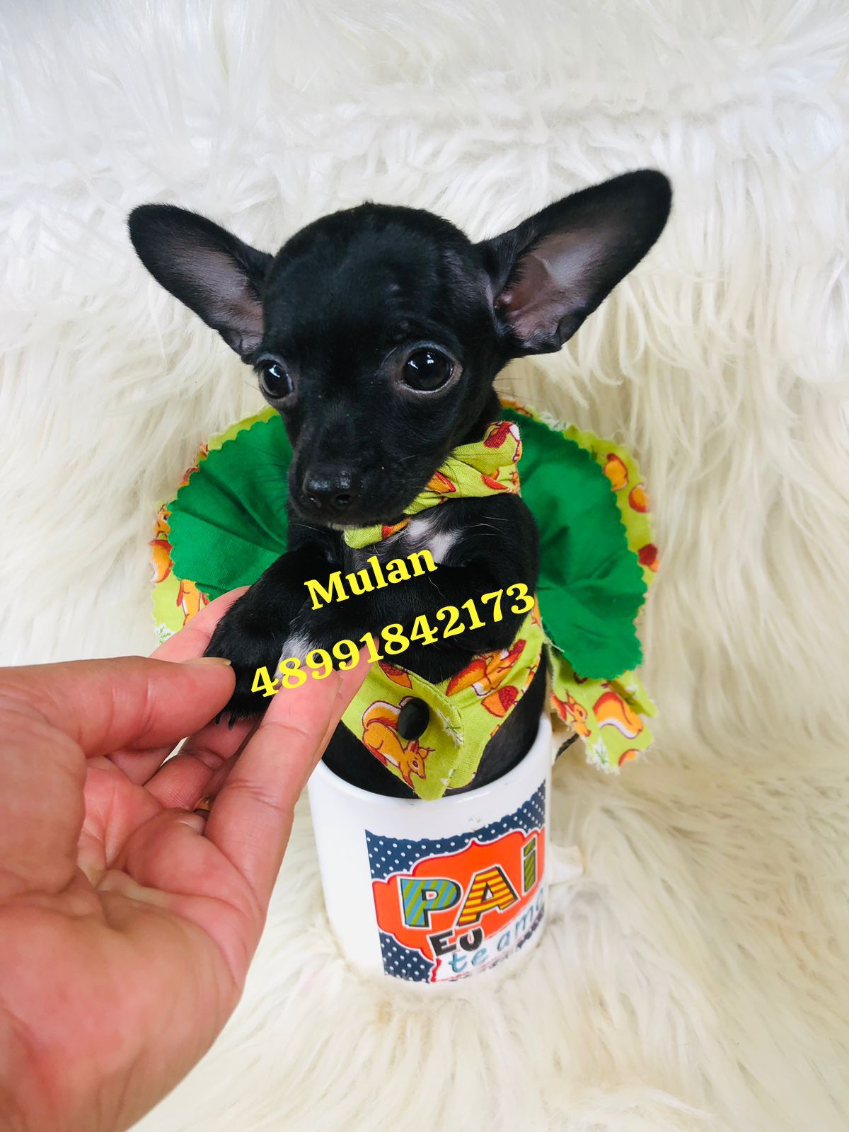 Linda filhote de pinscher femea - Foto 2