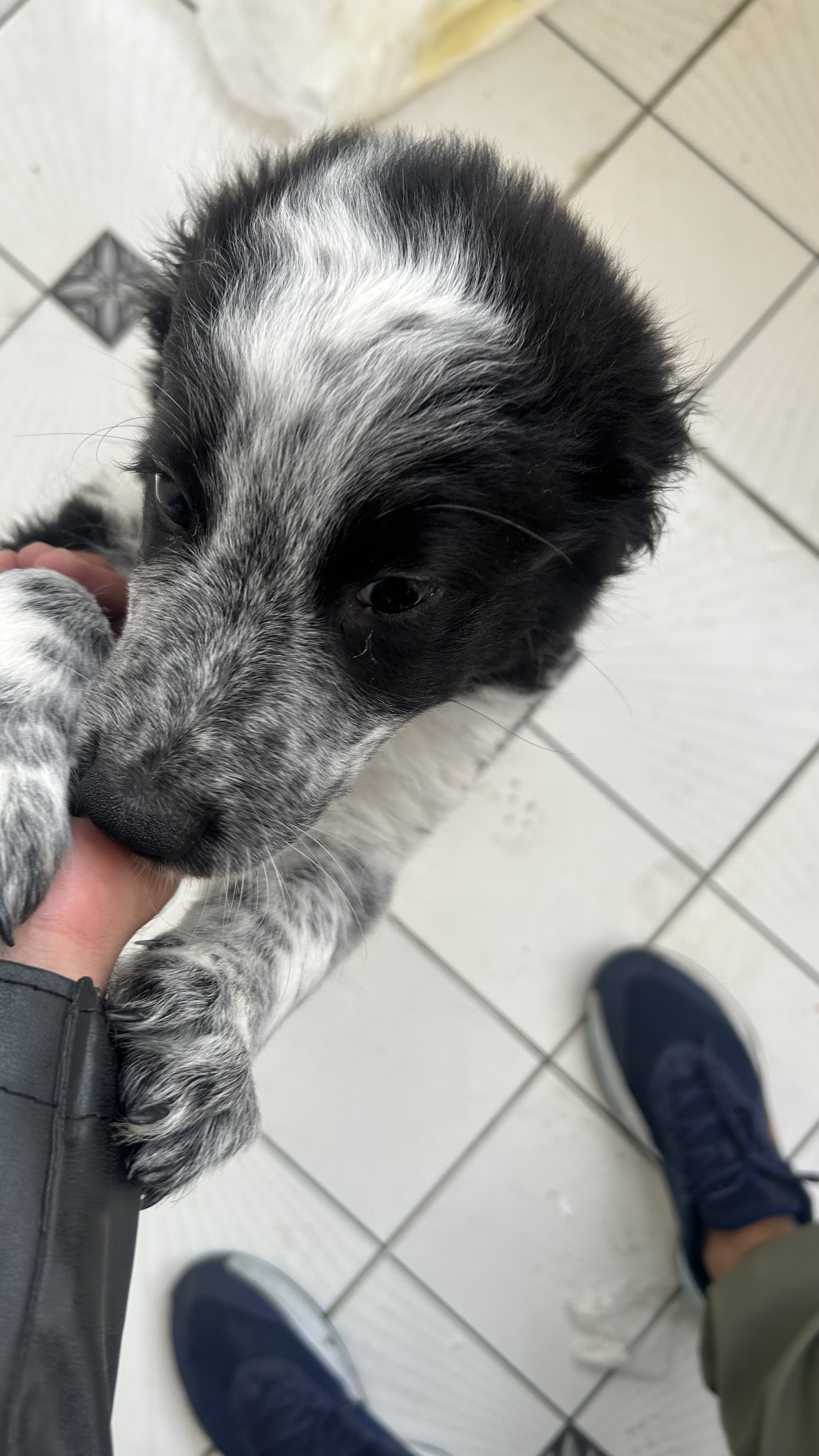 Border collie 