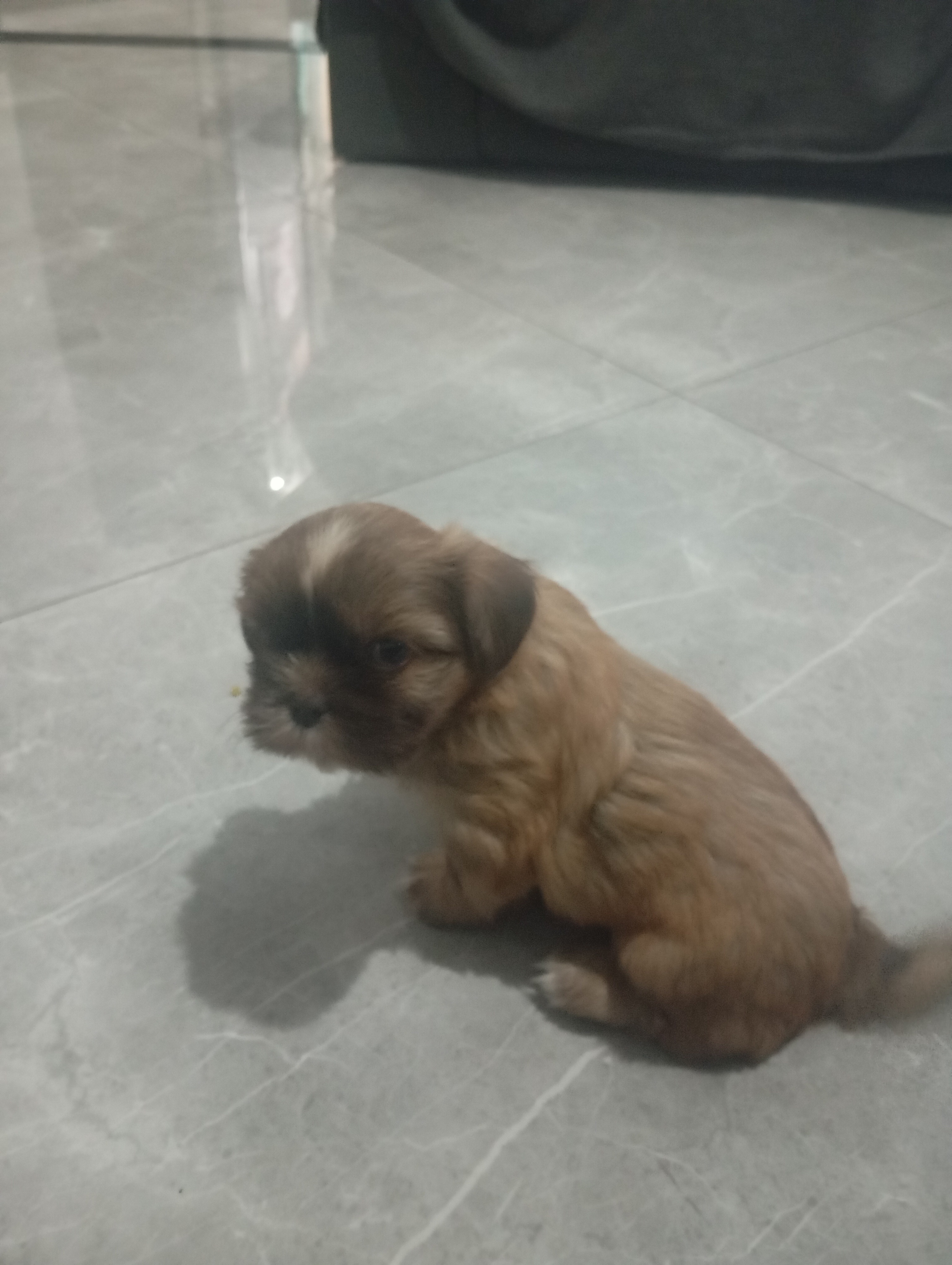 Portal Vendocão Shih Tzu macho filhote  Rio de Janeiro