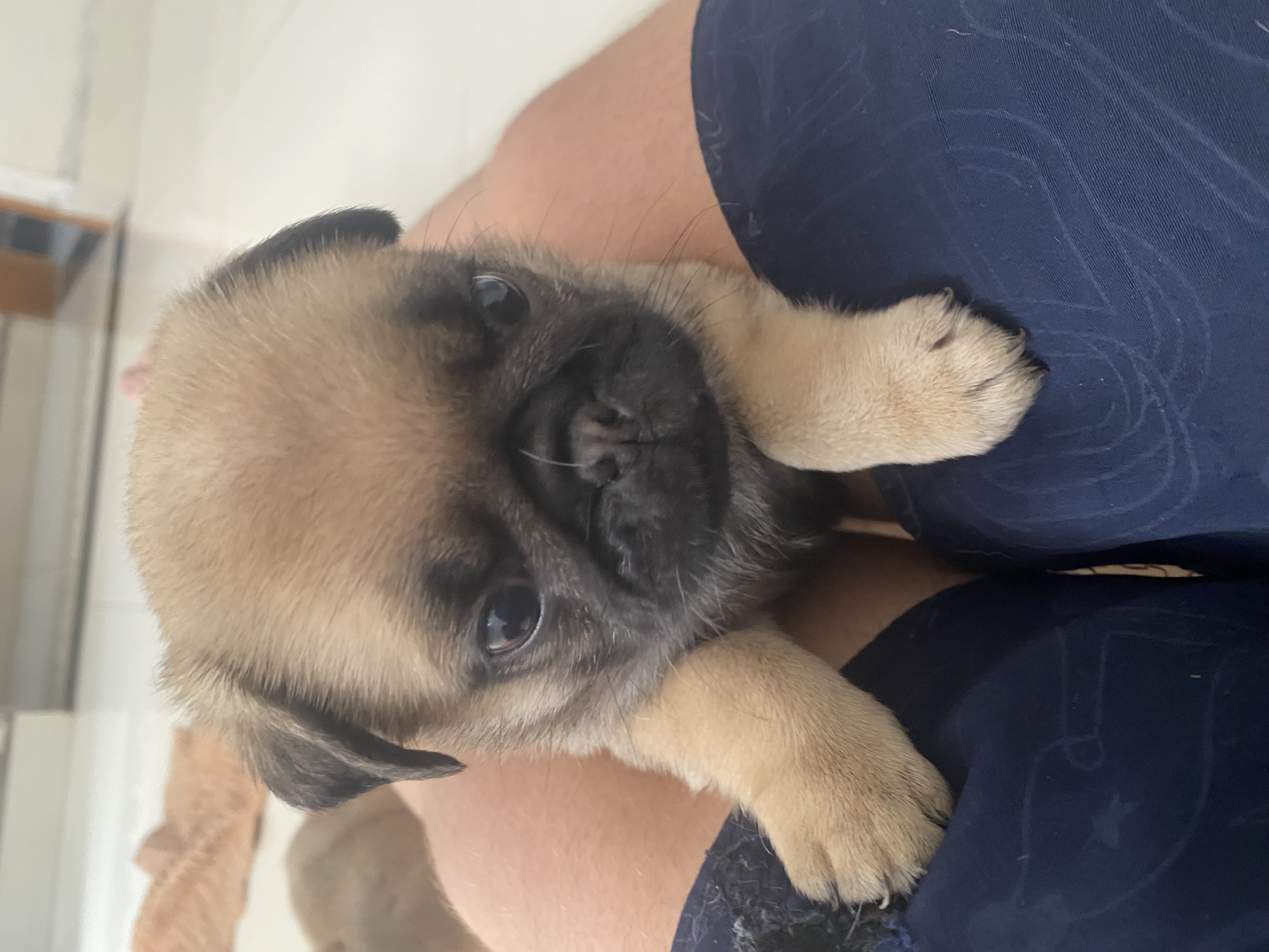 Portal Vendocão Casal de pug  Paicandu 