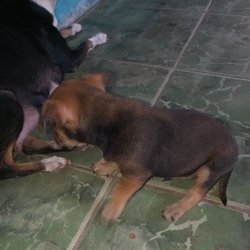 Filhotes de fox paulistinha com pinscher 3 - Foto 3