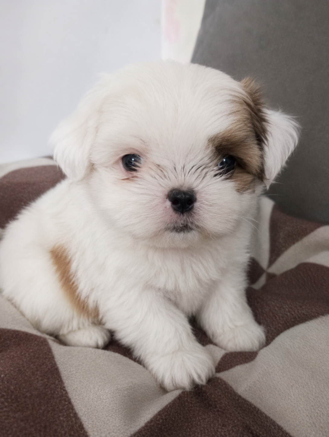 Lindo Filhote Shih-Tzu Porte Europeu ✨🐶 Disponível para um novo lar cheio de amor! ✔️ 3 meses ✔️ Porte europeu (pequeno) ✔️ Muito dócil e carinhoso ✔️ Brincalhão ✔️ Já come ração ✔️ Ideal para apartamento Pelagem branca e preta, super fofo(a), perfeito(a) para companhia. Ótimo temperamento, acostuma - Foto 3