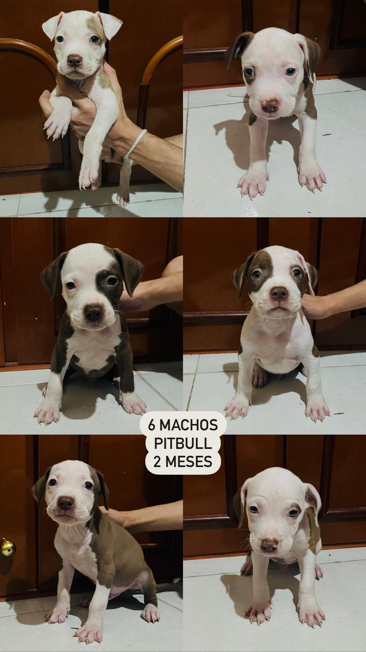 Portal Vendocão Filhotes de Pitbull  Rio de Janeiro