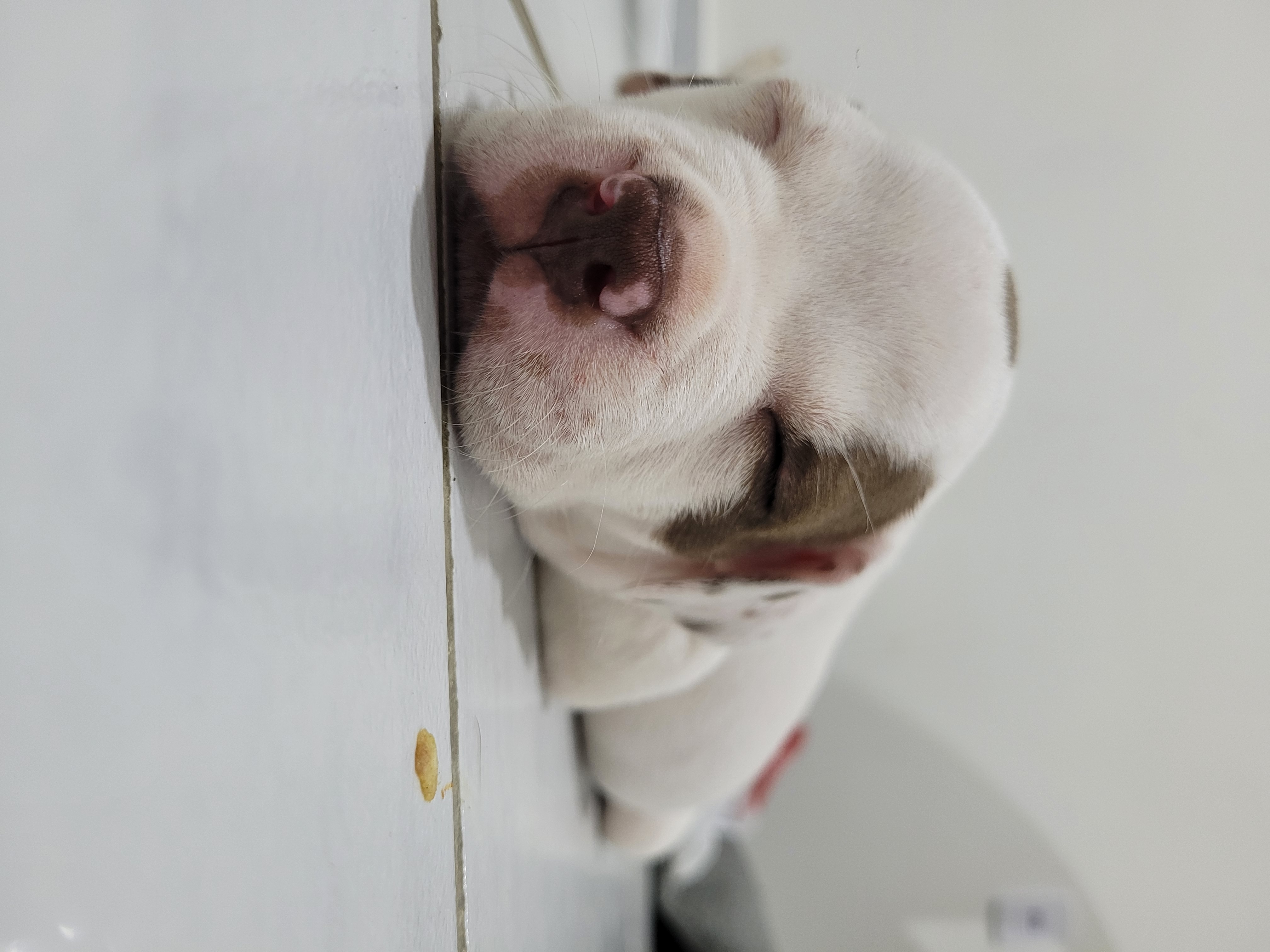 Portal Vendocão Filhotes de american pitbull rednose Bayeux