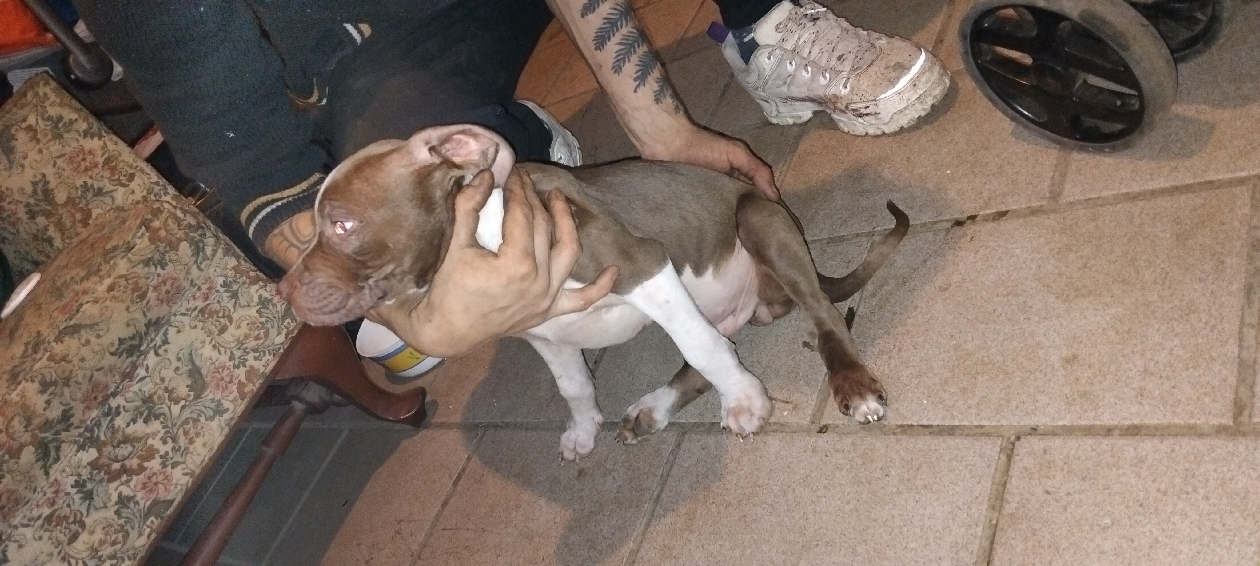 Filhote pit monster macho 