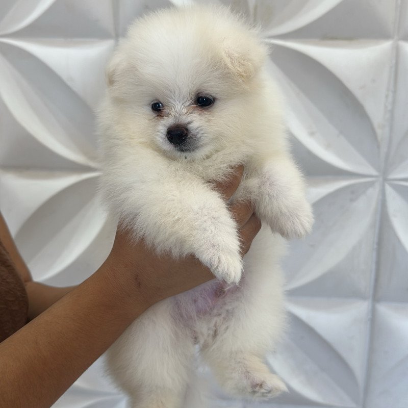 Spitz branco anão
