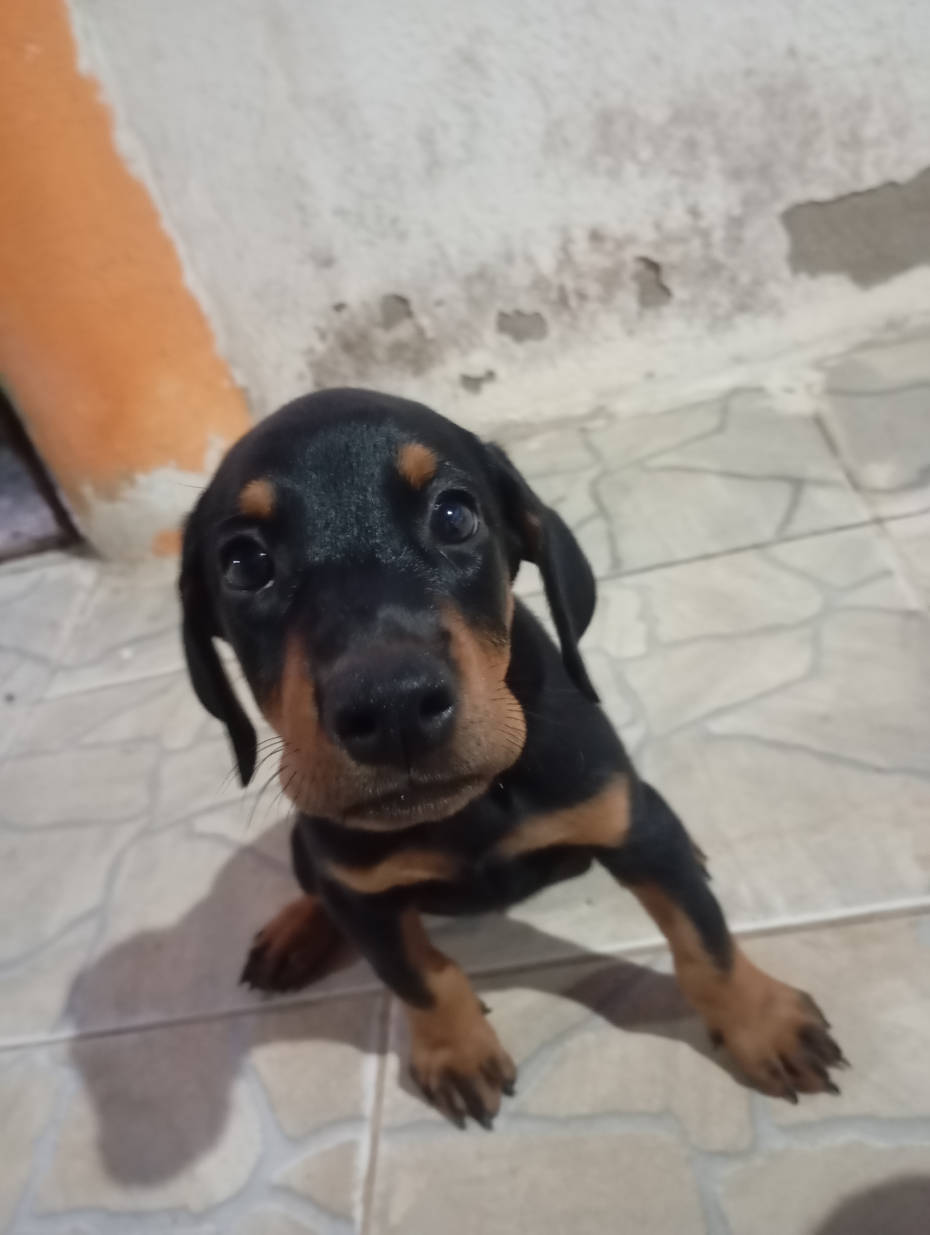 Portal Vendocão Vendo filhote de doberman Nossa Senhora do Socorro