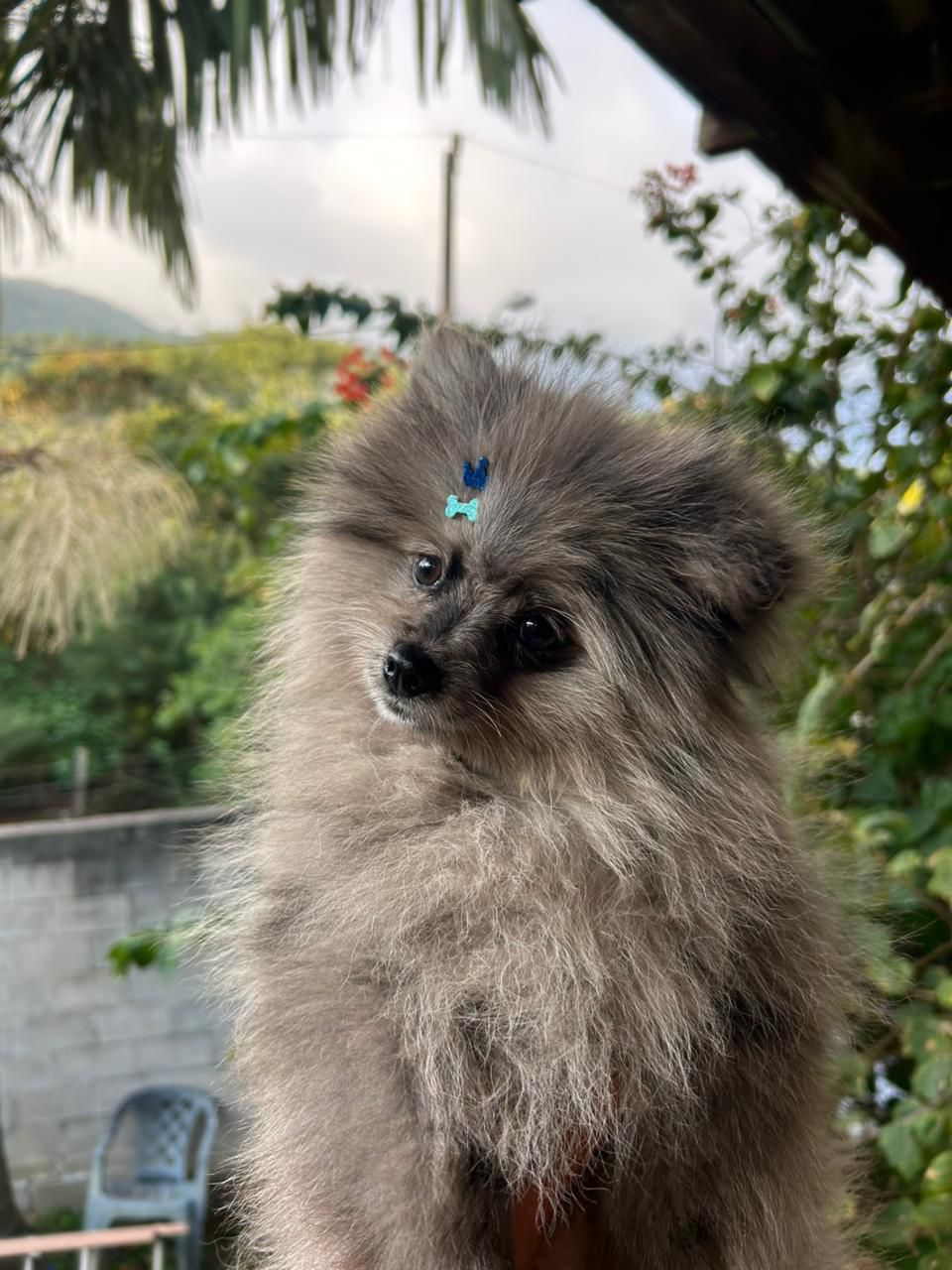 Lulu da pomerania exotico - Foto 1