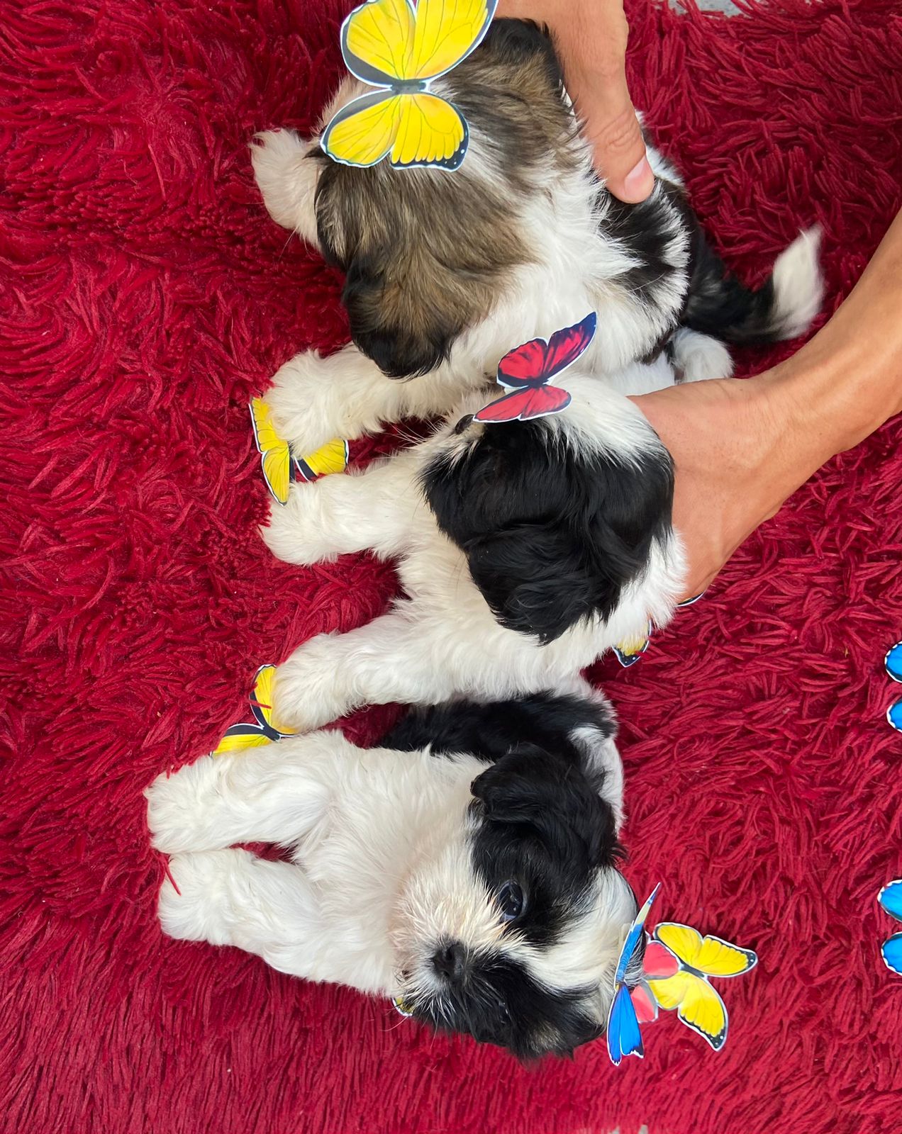 filhotes de Shih Tzu Paço do Lumiar 