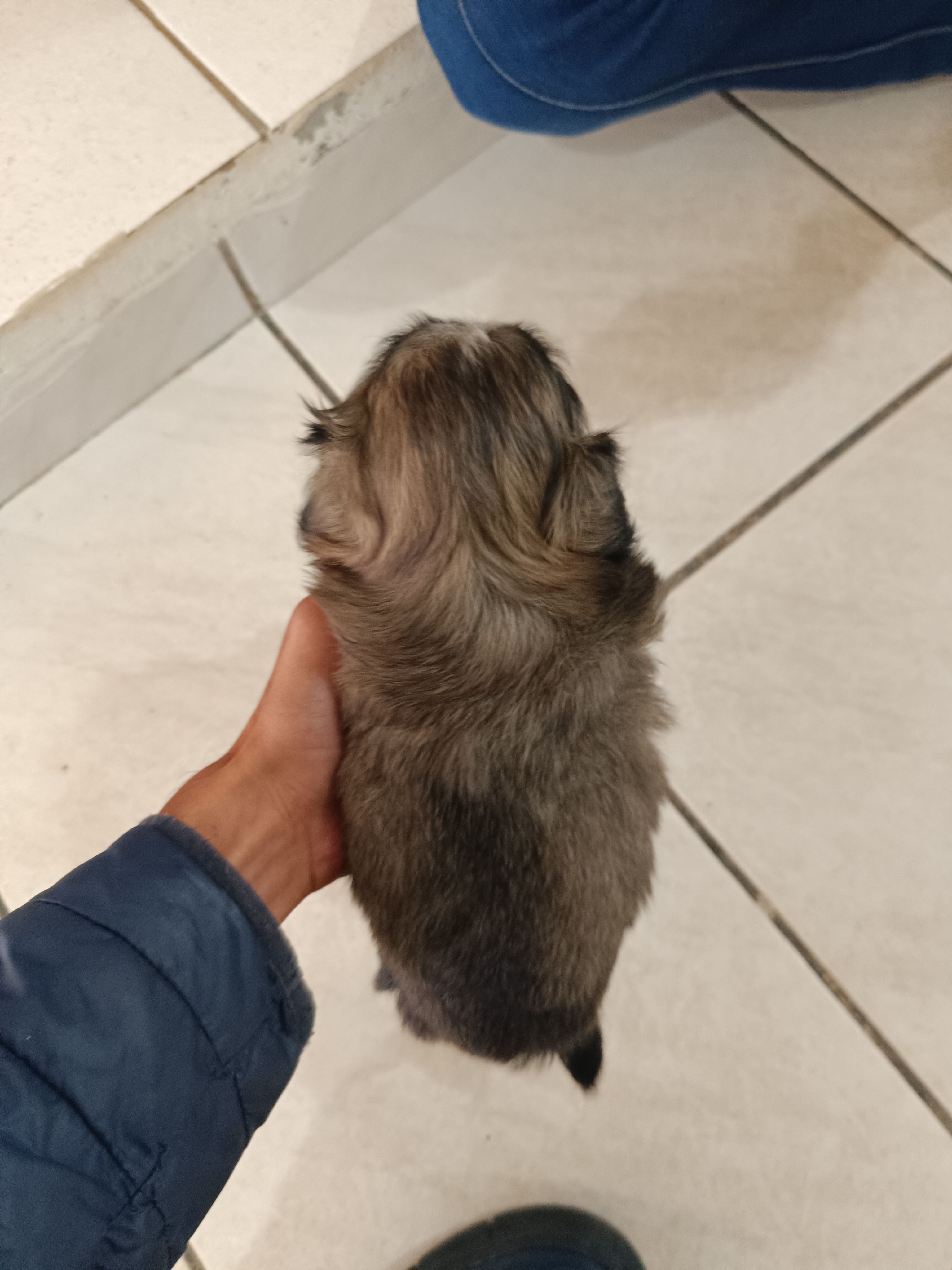 Shih Tzu  - Foto 3