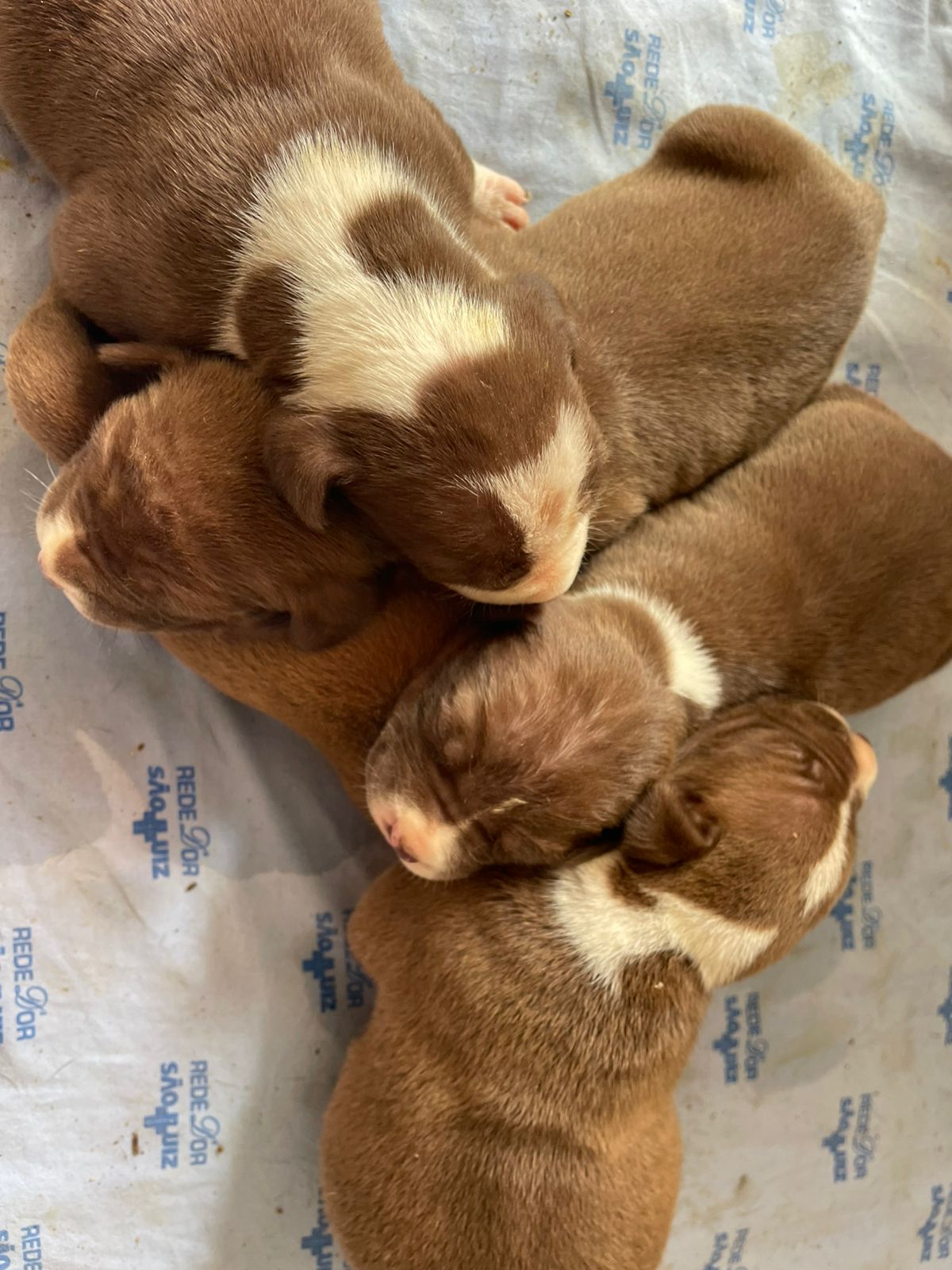 Portal Vendocão Filhote pitbull  Cabo Frio