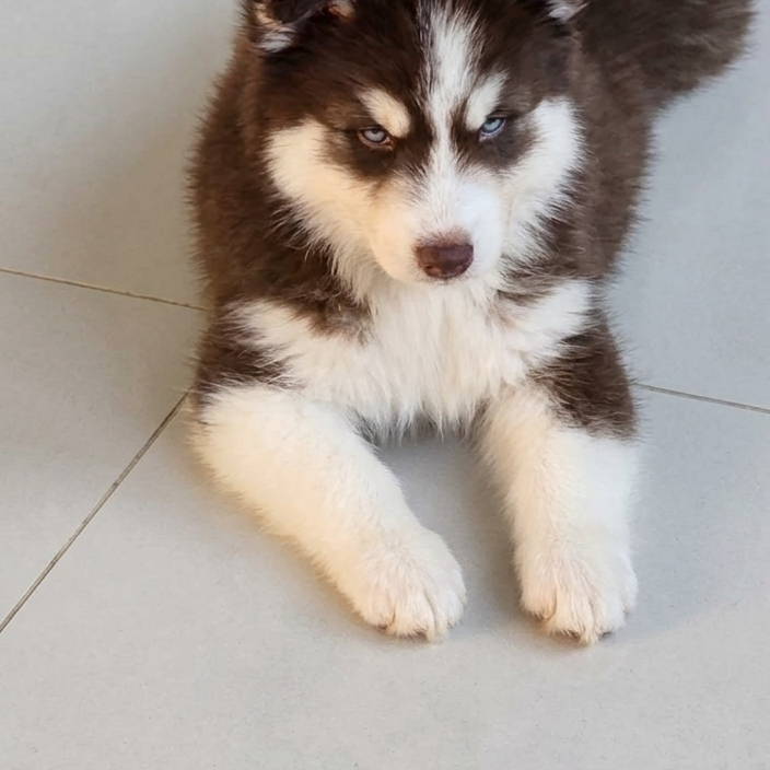 Lindos filhotes de husky siberiano - Foto 3
