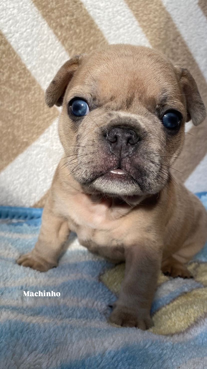 Lindos filhotes de Buldogue Francês – Merle Blue 🐾