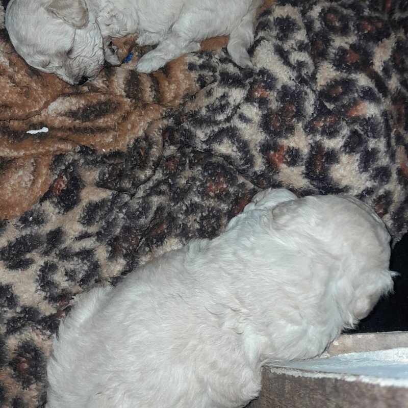Lindos filhotes de poodle porte pequeno