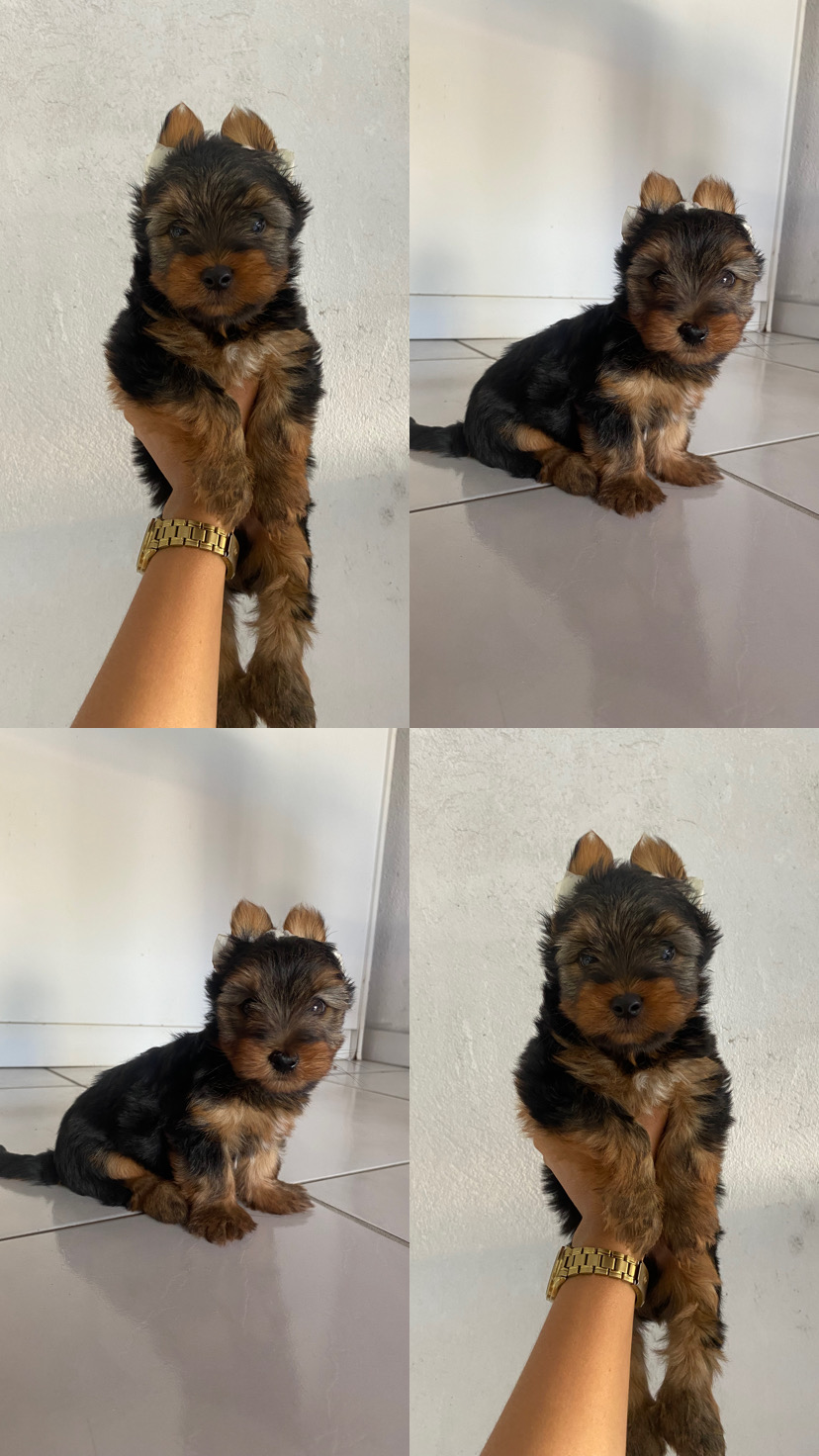 filhotes de Yorkshire Terrier Fortaleza 