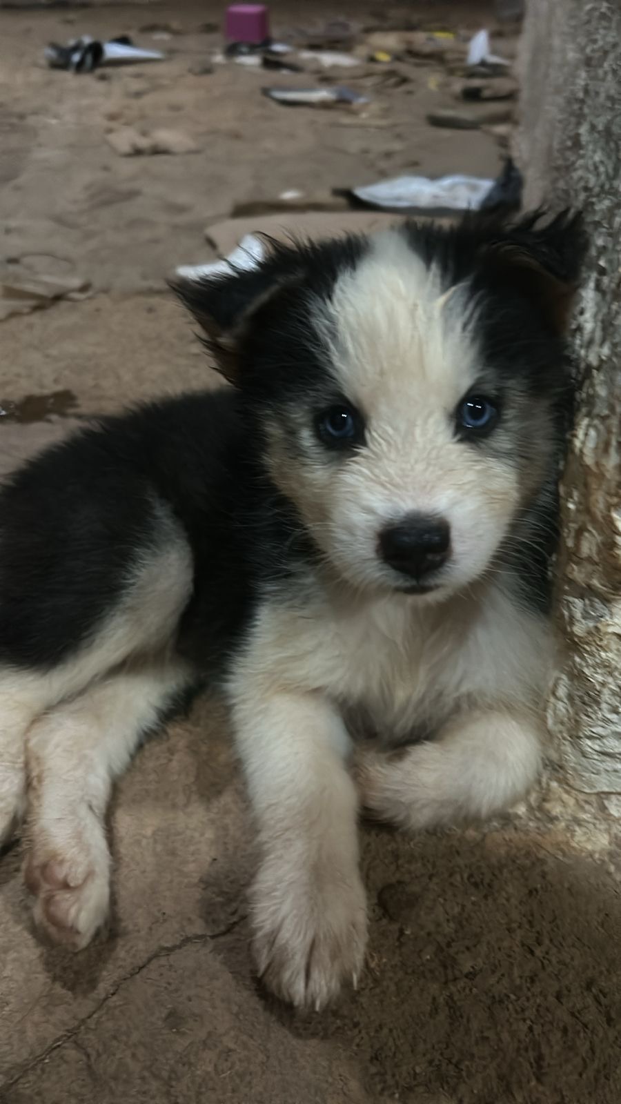 Portal Vendocão Filhote de husky siberiano  Parauapebas 