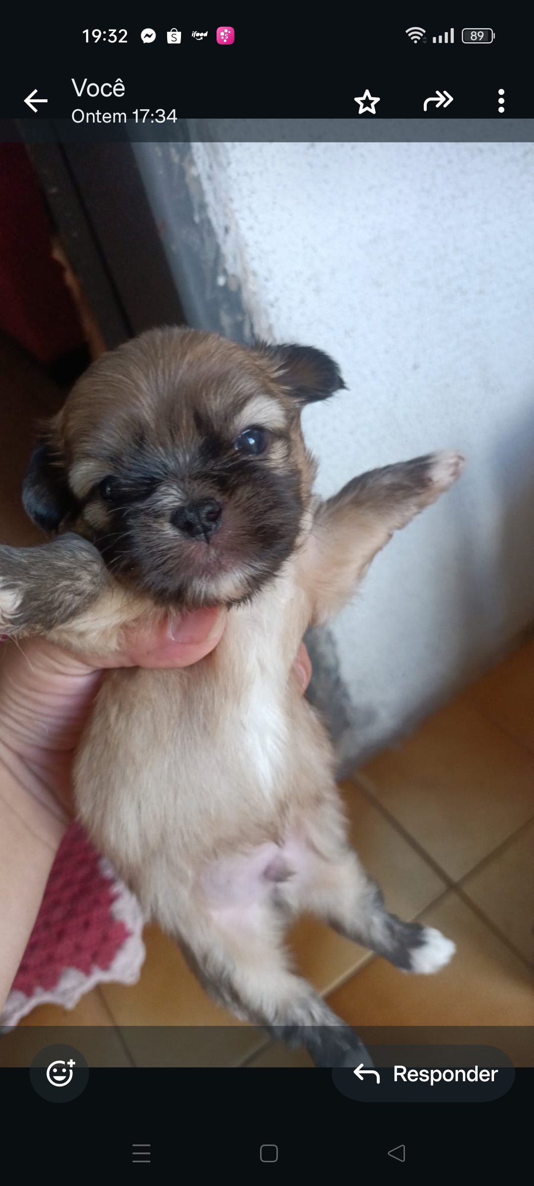 filhotes de Shih Tzu Goiânia 