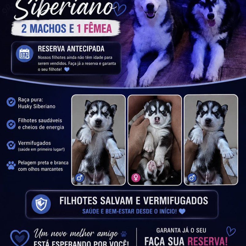 Filhote de Husky siberiano - Foto 4
