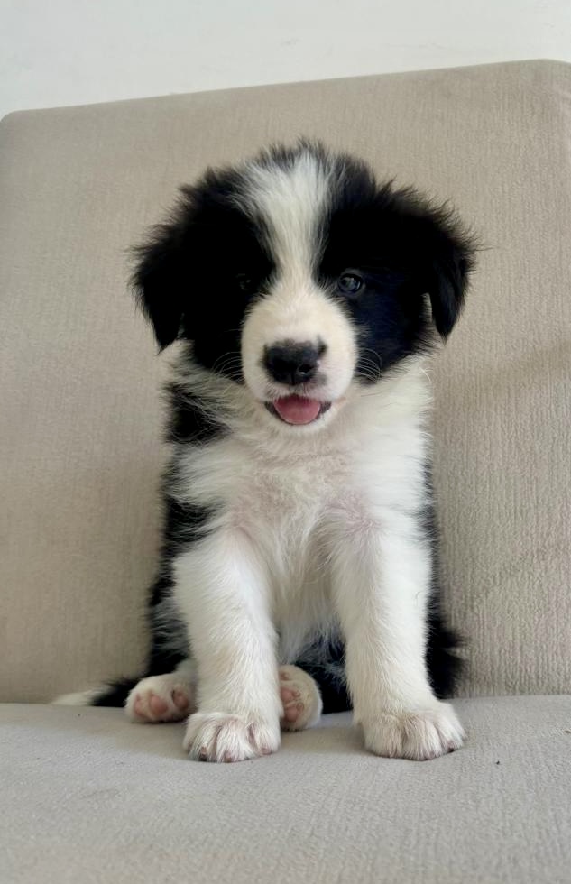 Portal Vendocão Border Collie Fêmea  Fortaleza