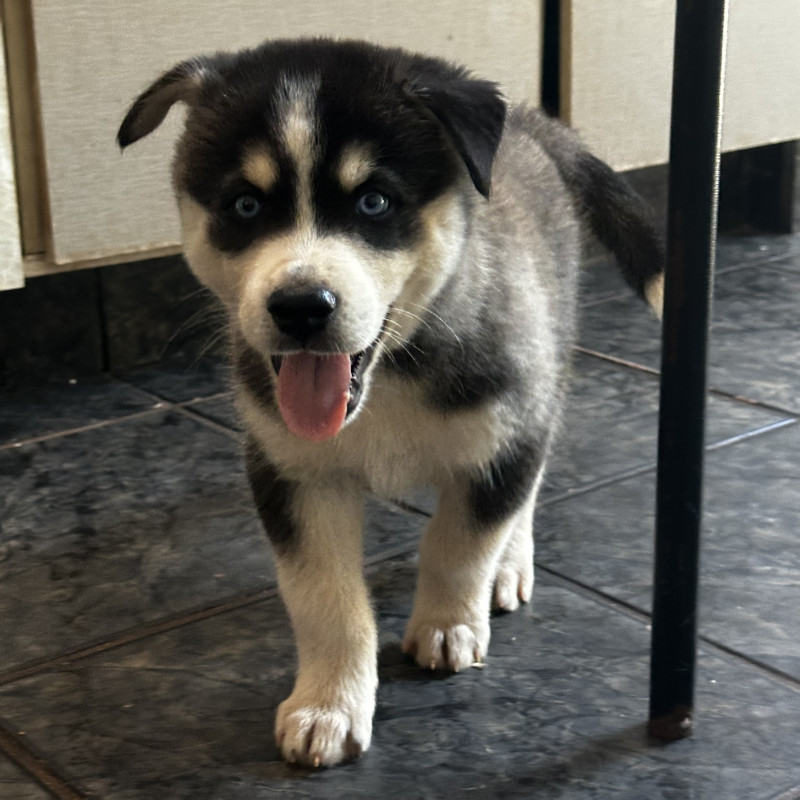 Lindo filhote de husky - Macho - Foto 2