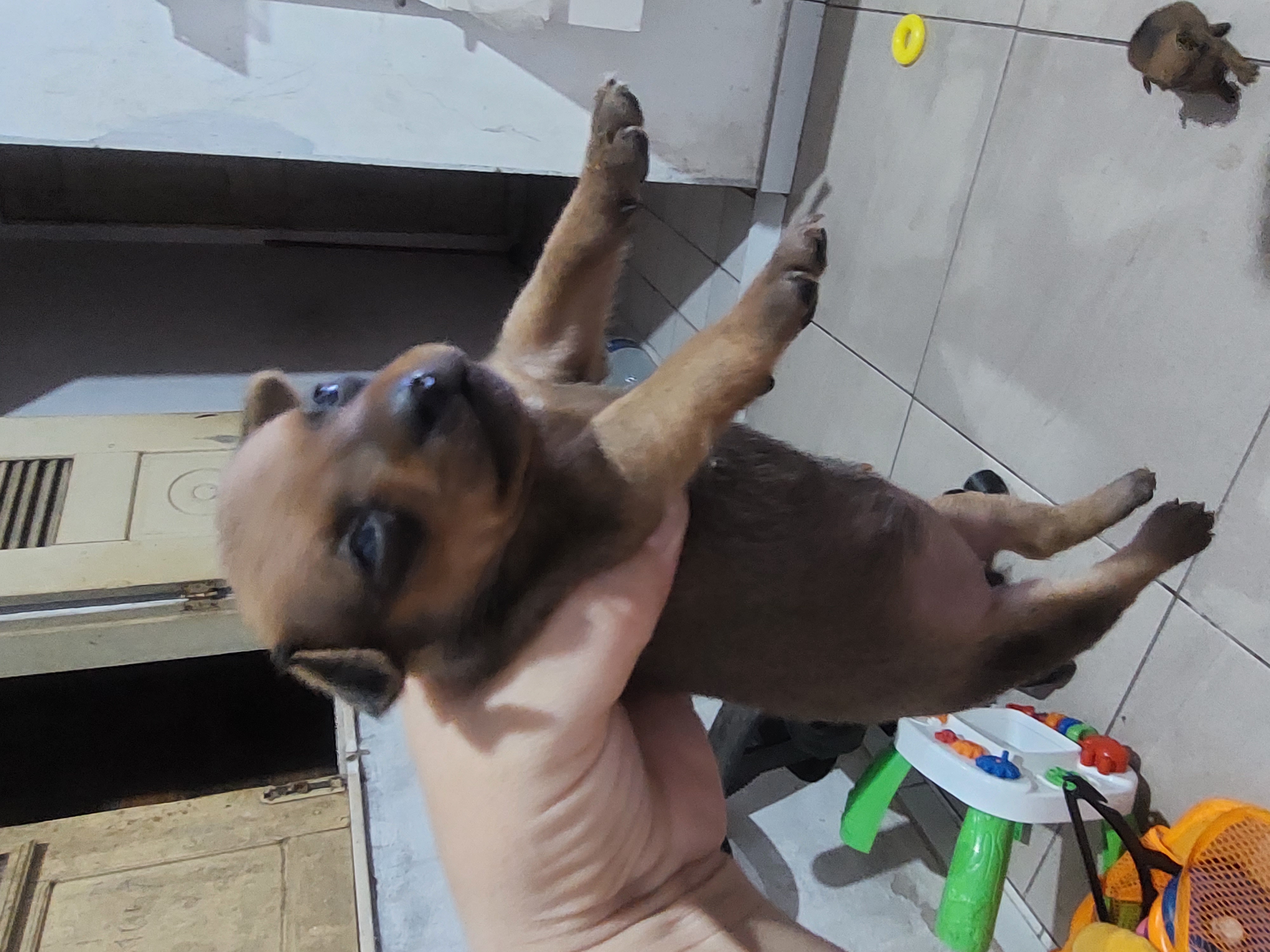 Portal Vendocão Filhote macho de Pinscher  São Luis 