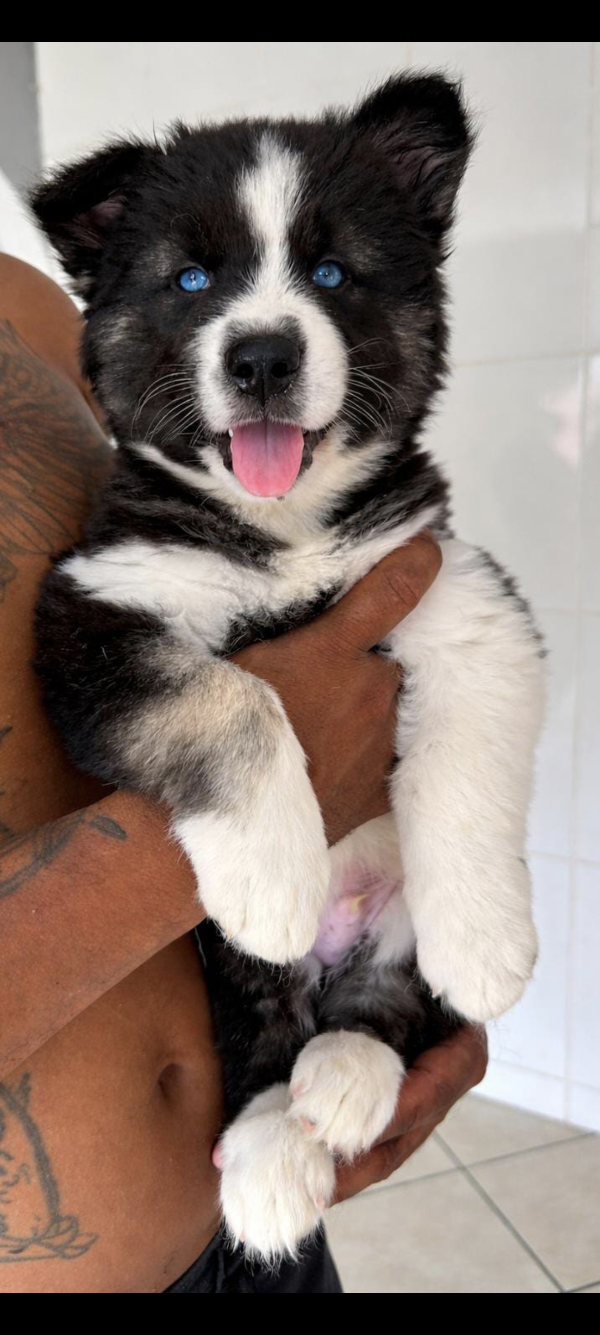 Filhotes de Husky Siberiano