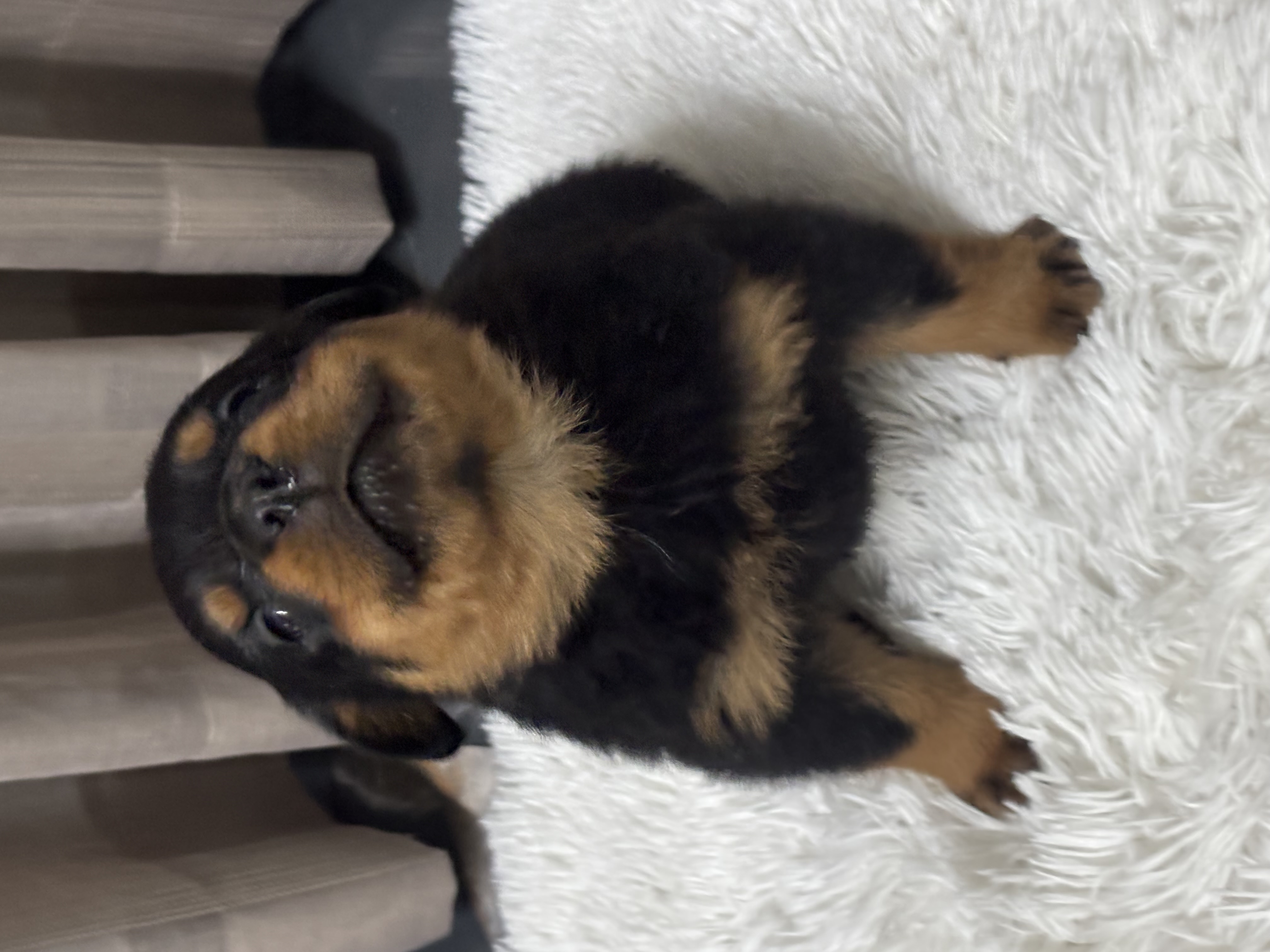 Portal Vendocão Filhotes de Rottweilers  Nova Iguaçu