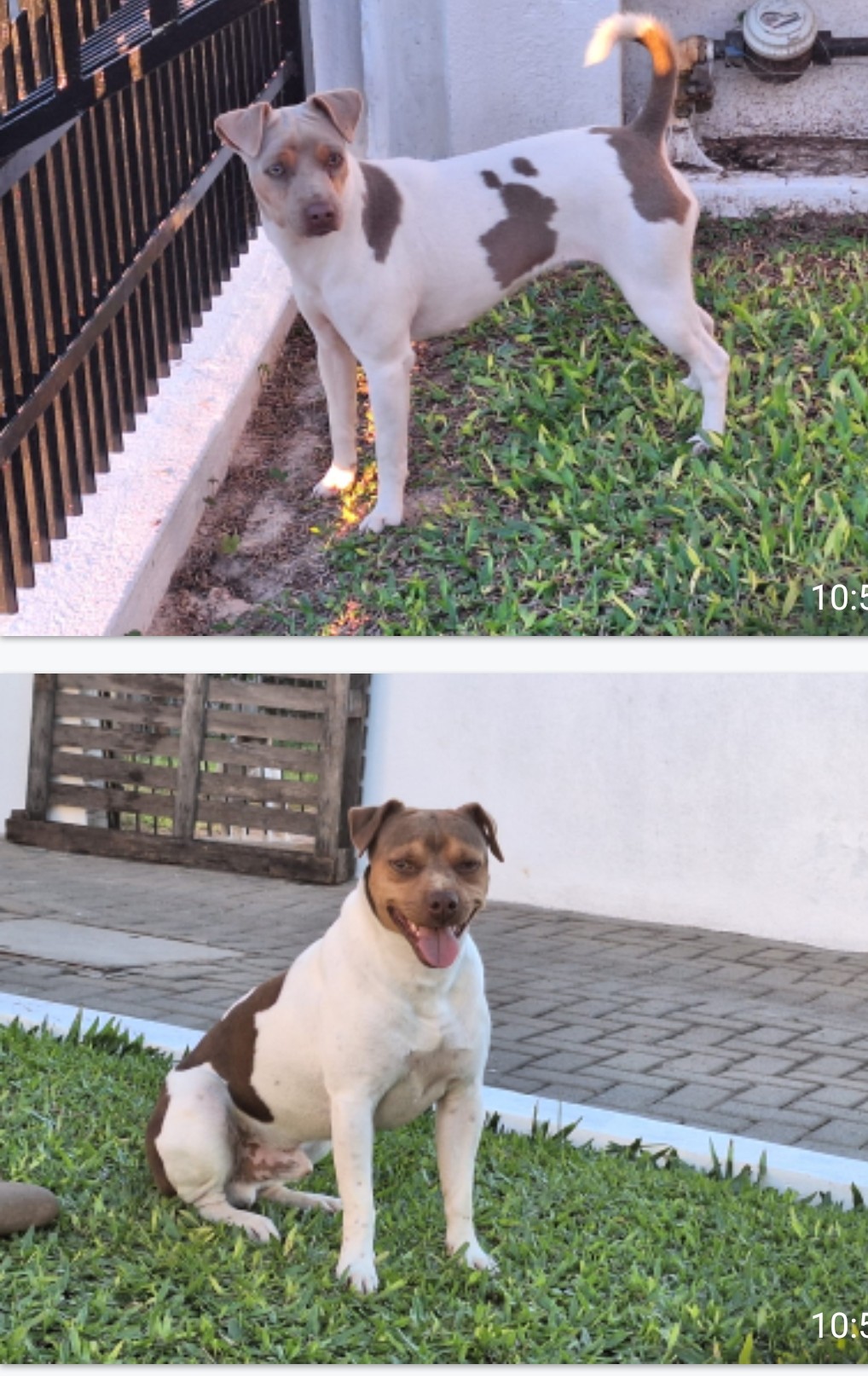 Portal Vendocão Vendi filhotes de Terrier Brasileiro (Fox Paulistinha)  Florianópolis