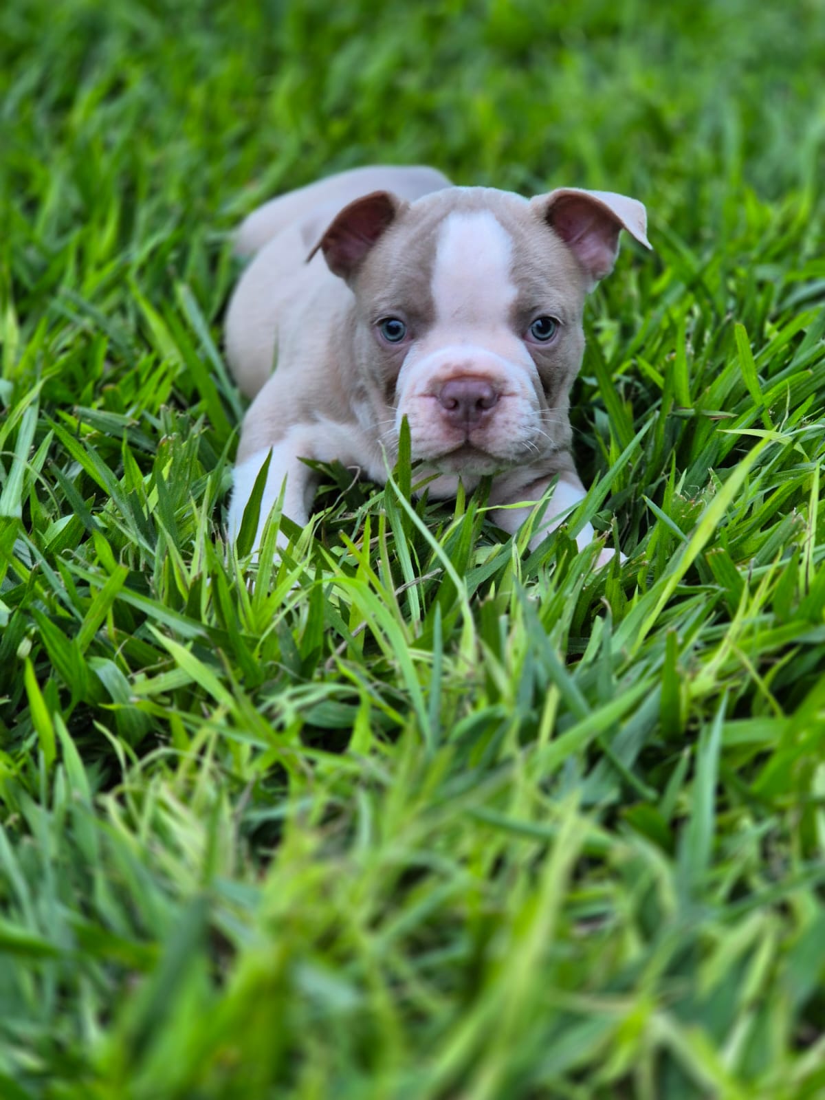 Portal Vendocão Filhotes de American Bully  Sertanópolis